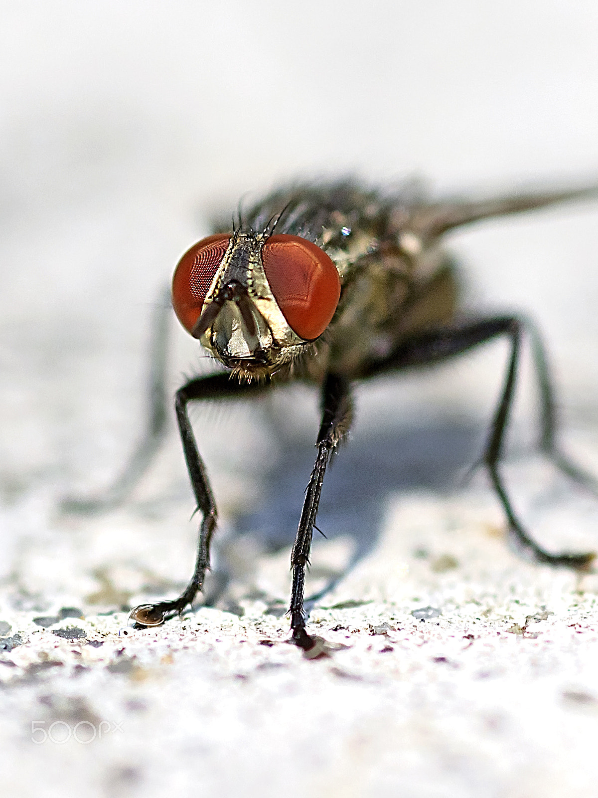 Tamron SP AF 90mm F2.8 Di Macro sample photo. Diptera photography
