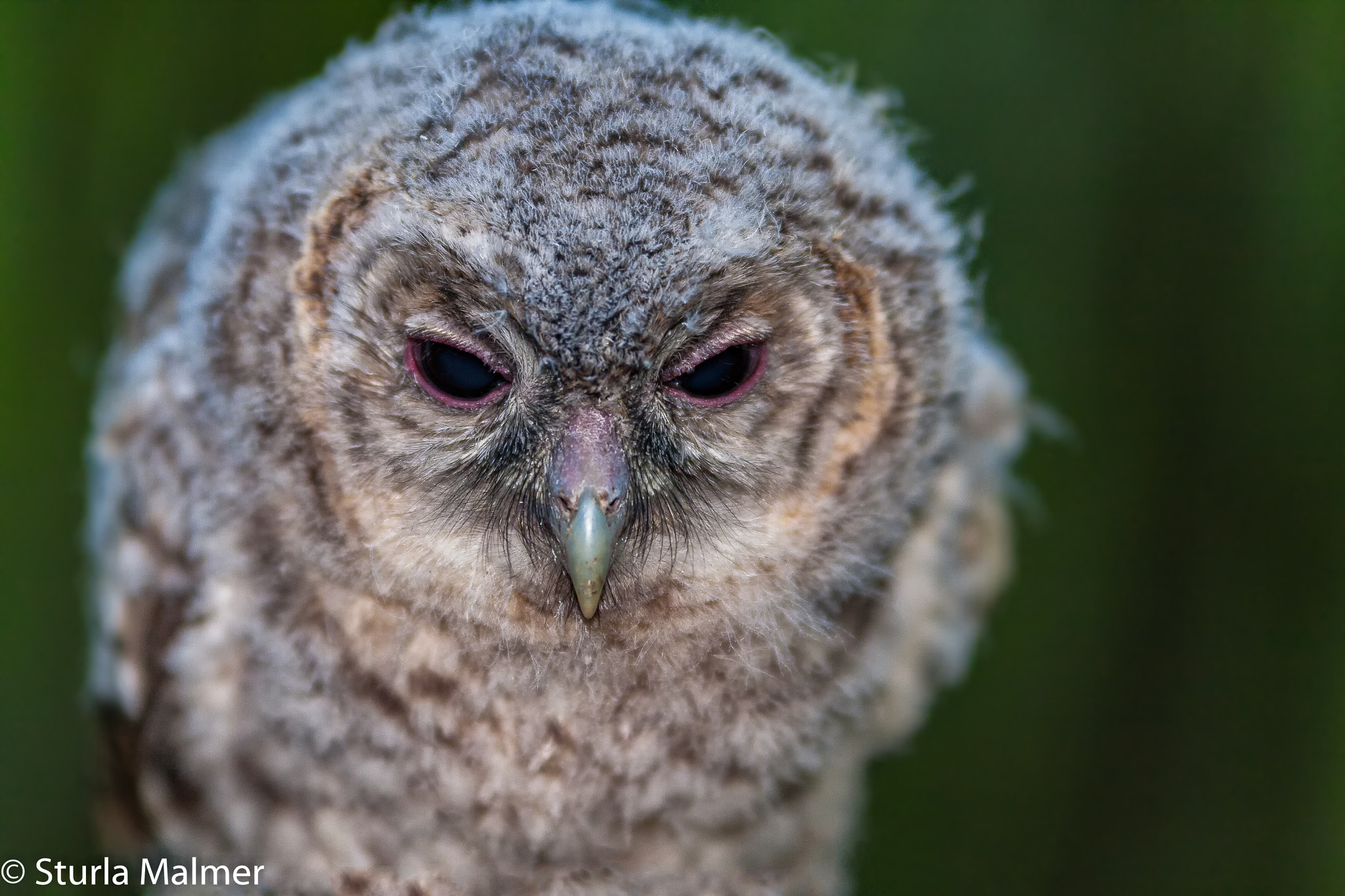 Sigma 70-200mm F2.8 EX DG OS HSM sample photo. Portrait of a young hunter  photography