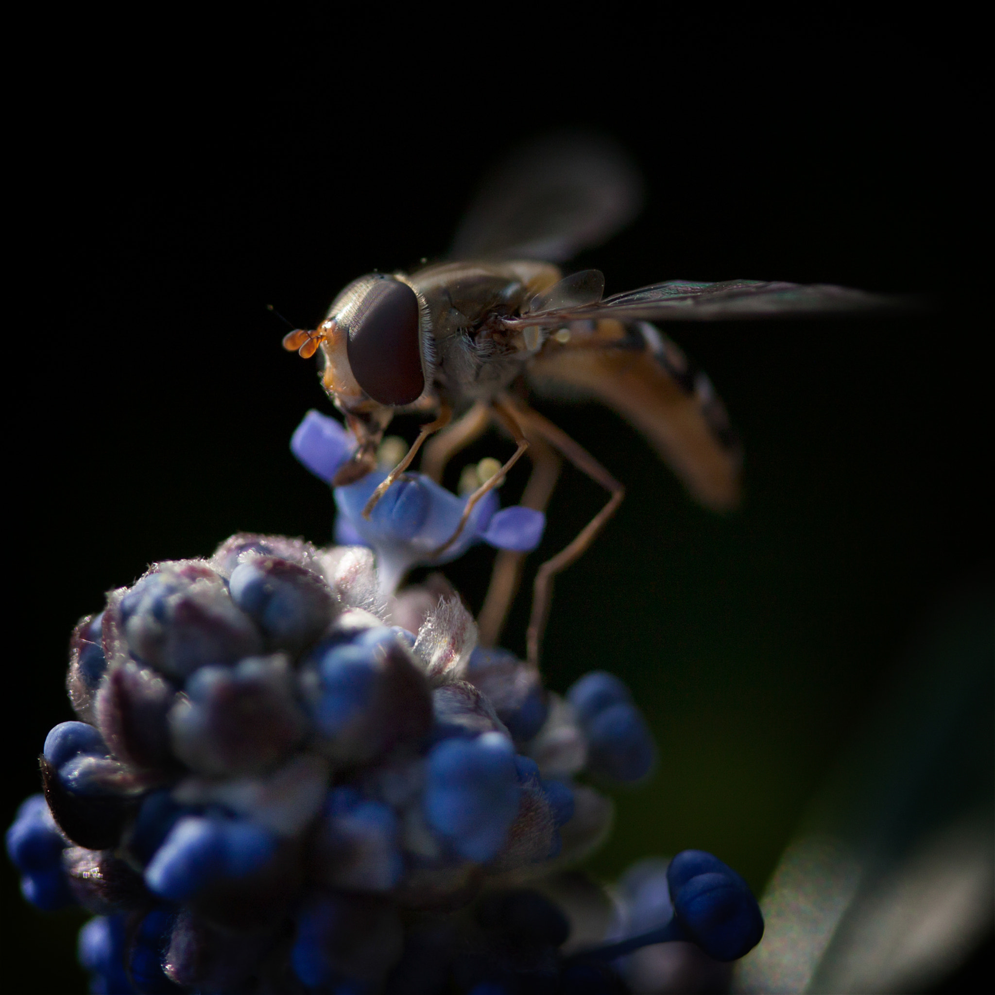 Canon EF-S 60mm F2.8 Macro USM sample photo. Syrphe photography