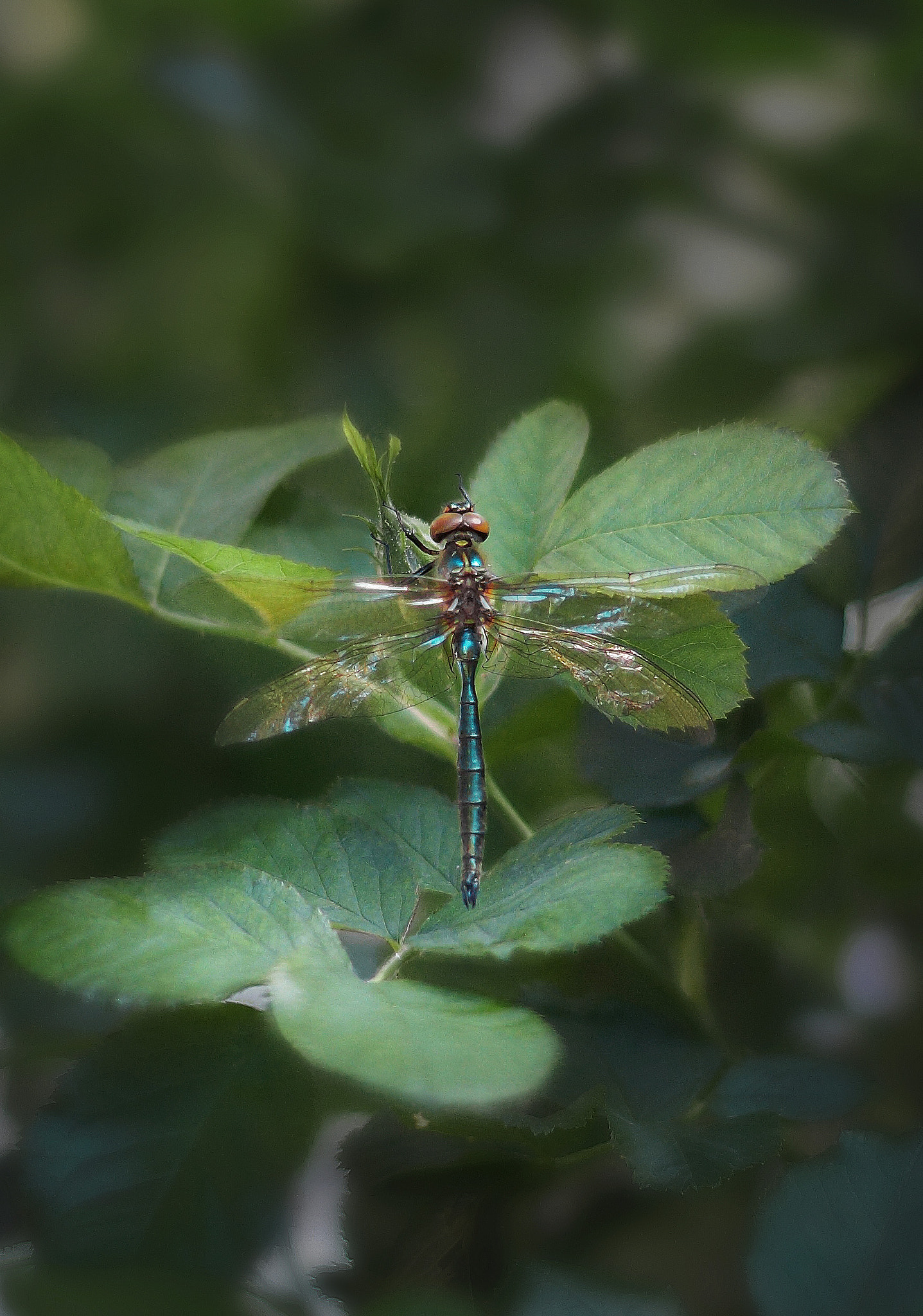 Sony SLT-A77 + Minolta AF 50mm F1.4 [New] sample photo. Dragonfly photography