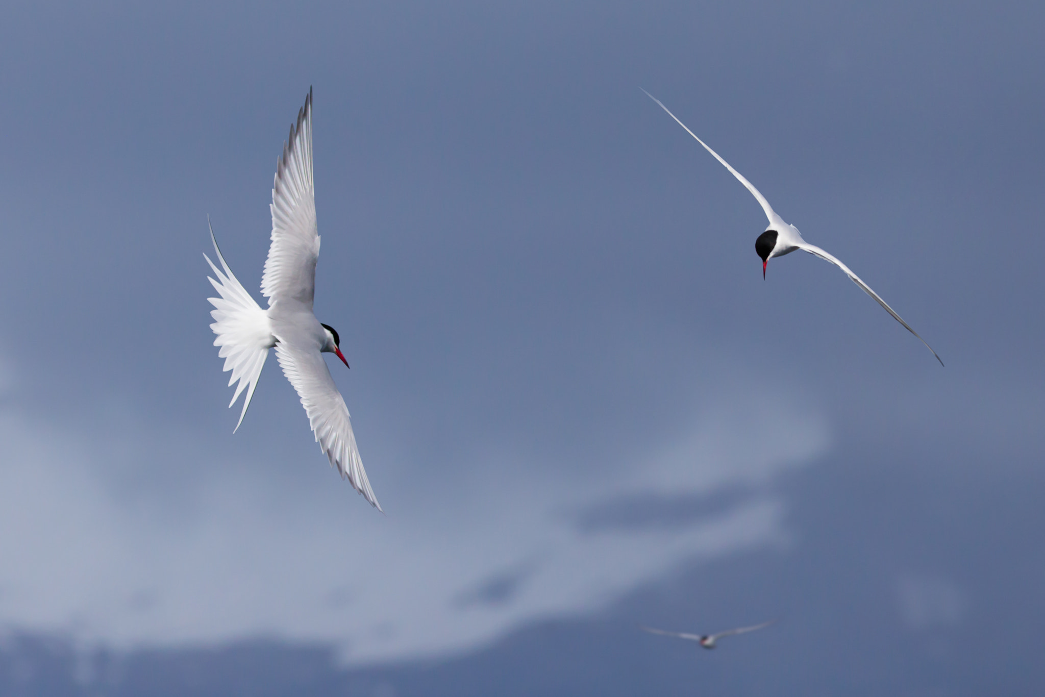 Canon EOS 6D + Canon EF 400mm F5.6L USM sample photo. Arctic terns photography