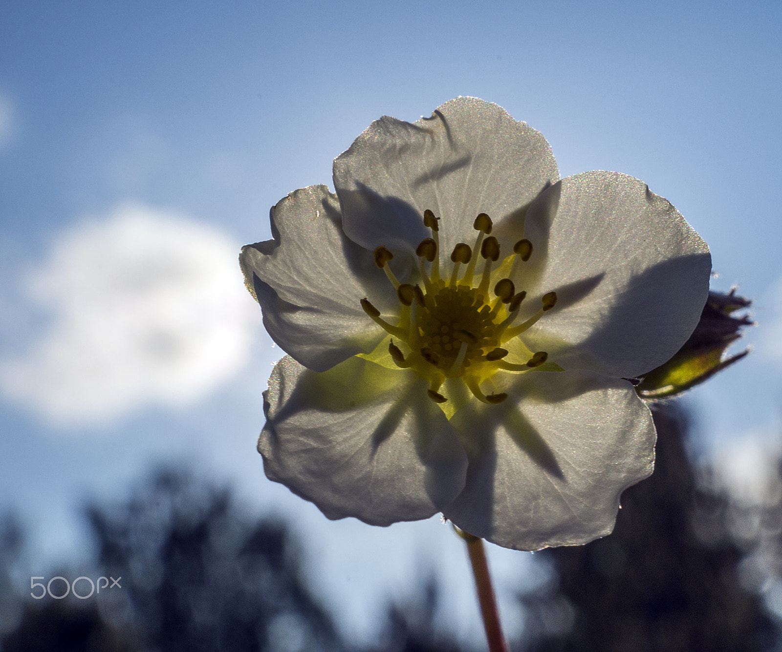 Sony a99 II + Sony DT 30mm F2.8 Macro SAM sample photo. Wild strawberry photography