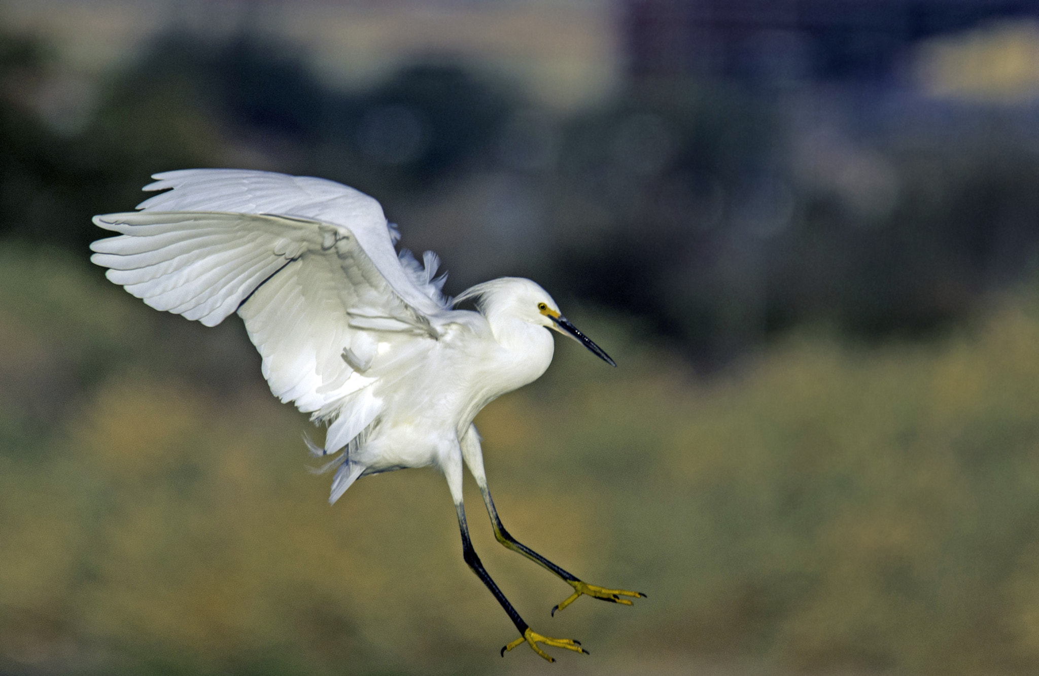 Canon EOS 7D + Sigma 100-300mm f/4 sample photo. Soft landing photography