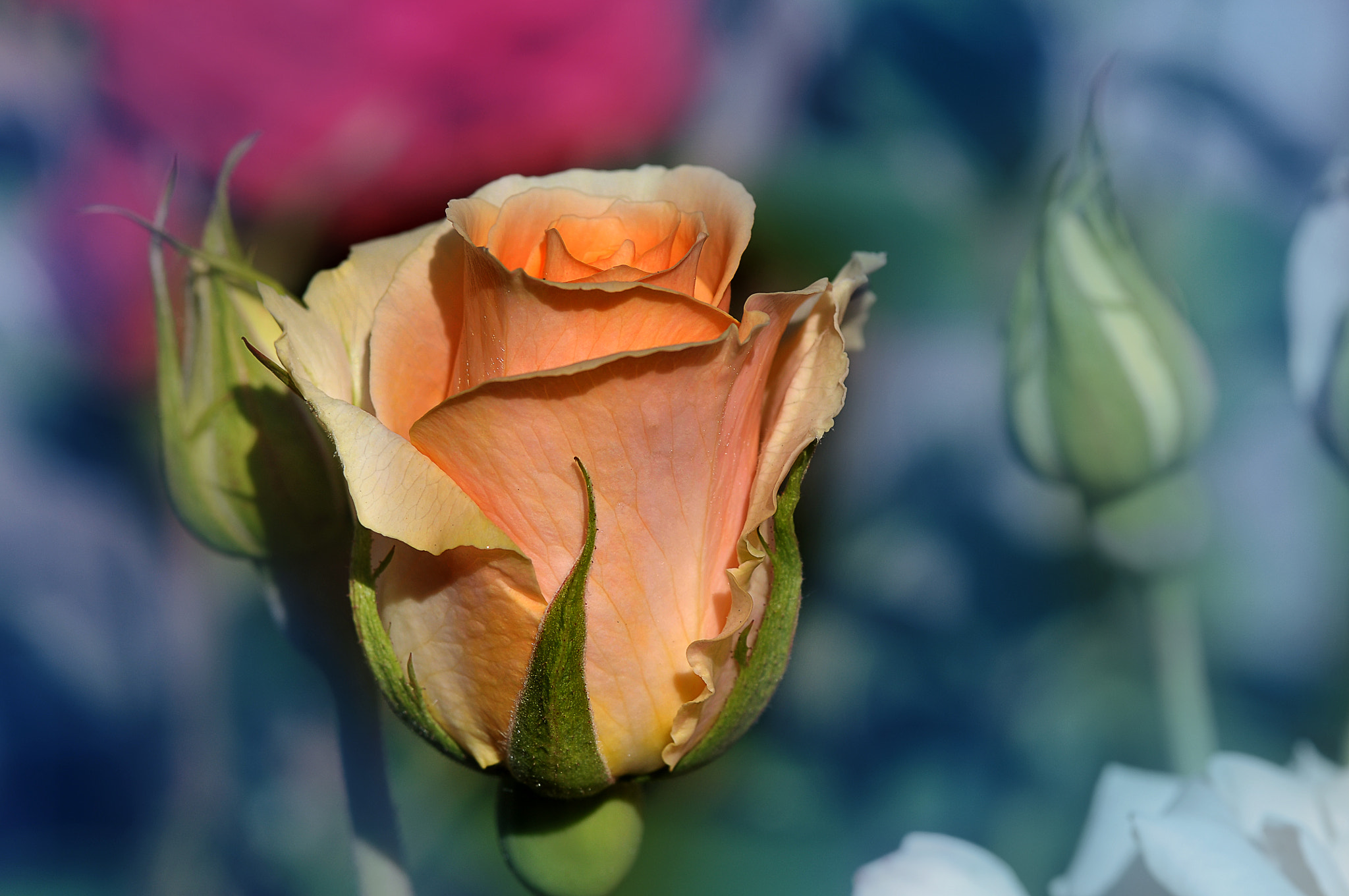 AF Micro-Nikkor 105mm f/2.8 sample photo. Роза photography
