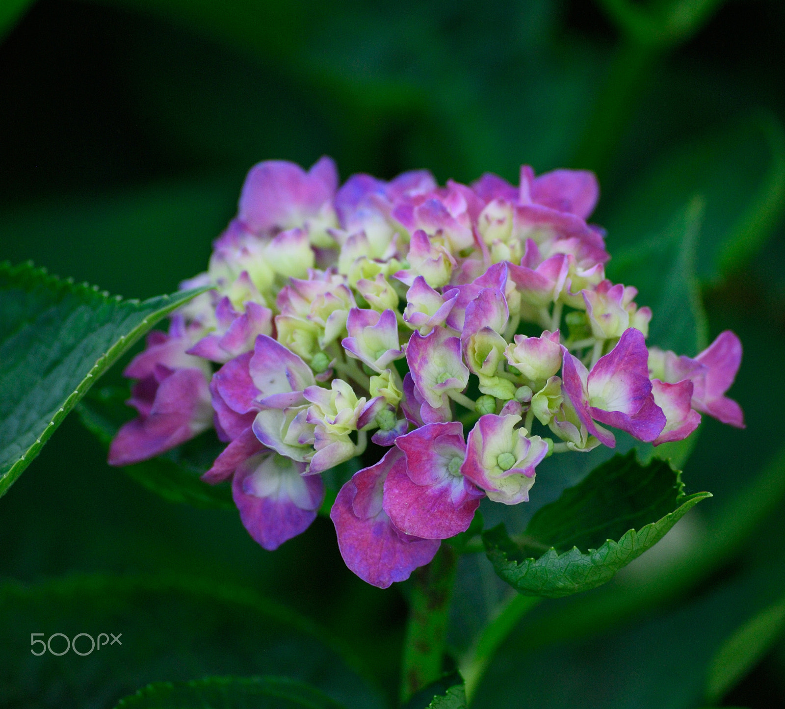 Nikon D200 sample photo. Early summer photography