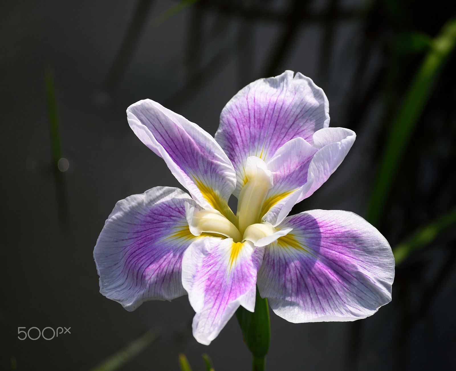 Nikon D200 sample photo. Early summer photography