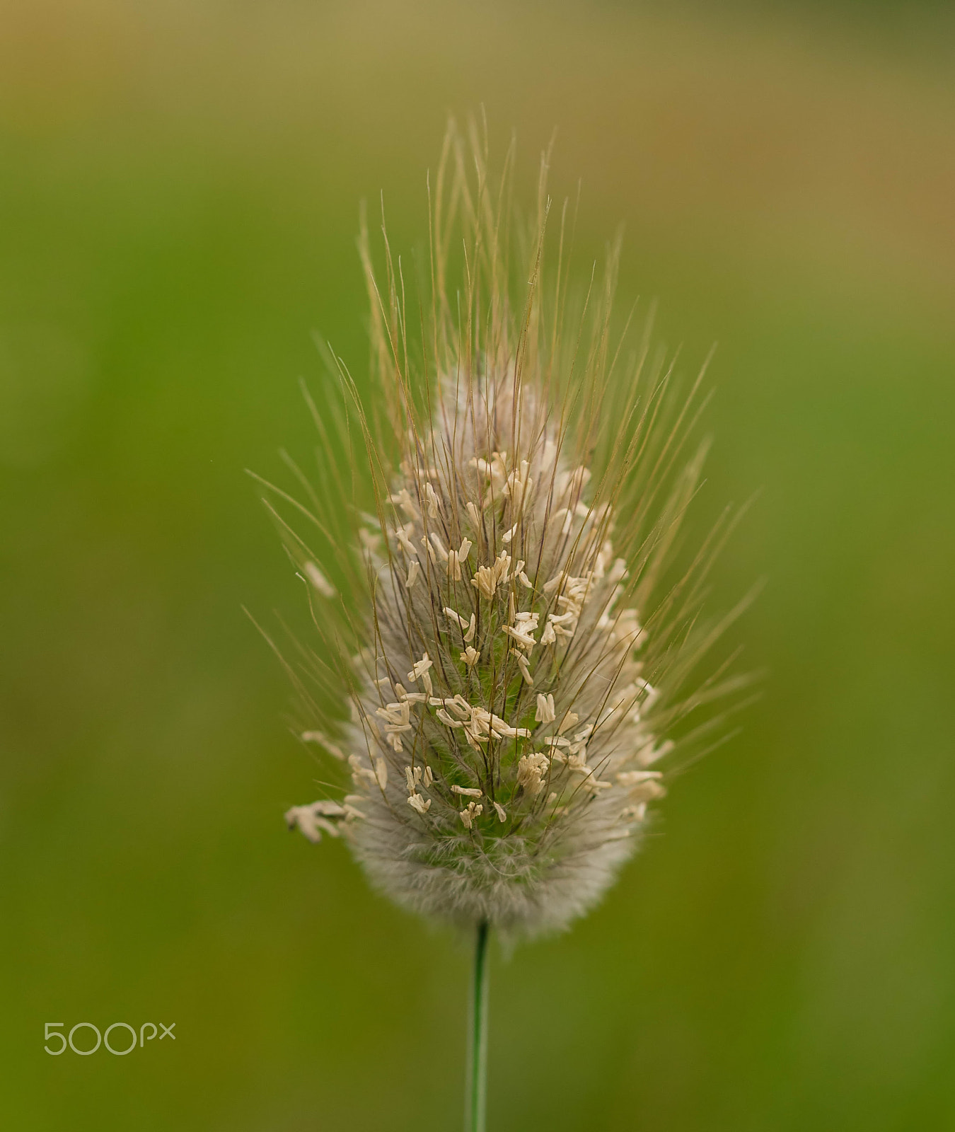 Nikon D7000 + Sigma 50mm F2.8 EX DG Macro sample photo. Flowering grass photography