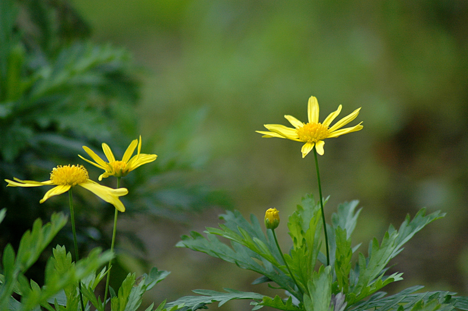 Nikon AF Nikkor 70-300mm F4-5.6G sample photo. A photography