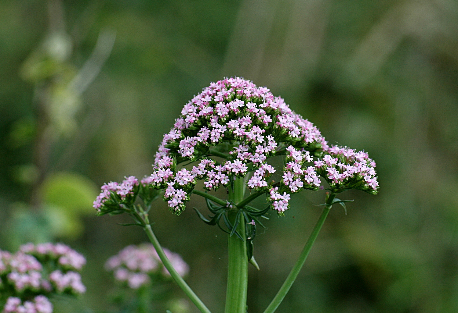 Sigma Macro 90mm F2.8 sample photo. A photography