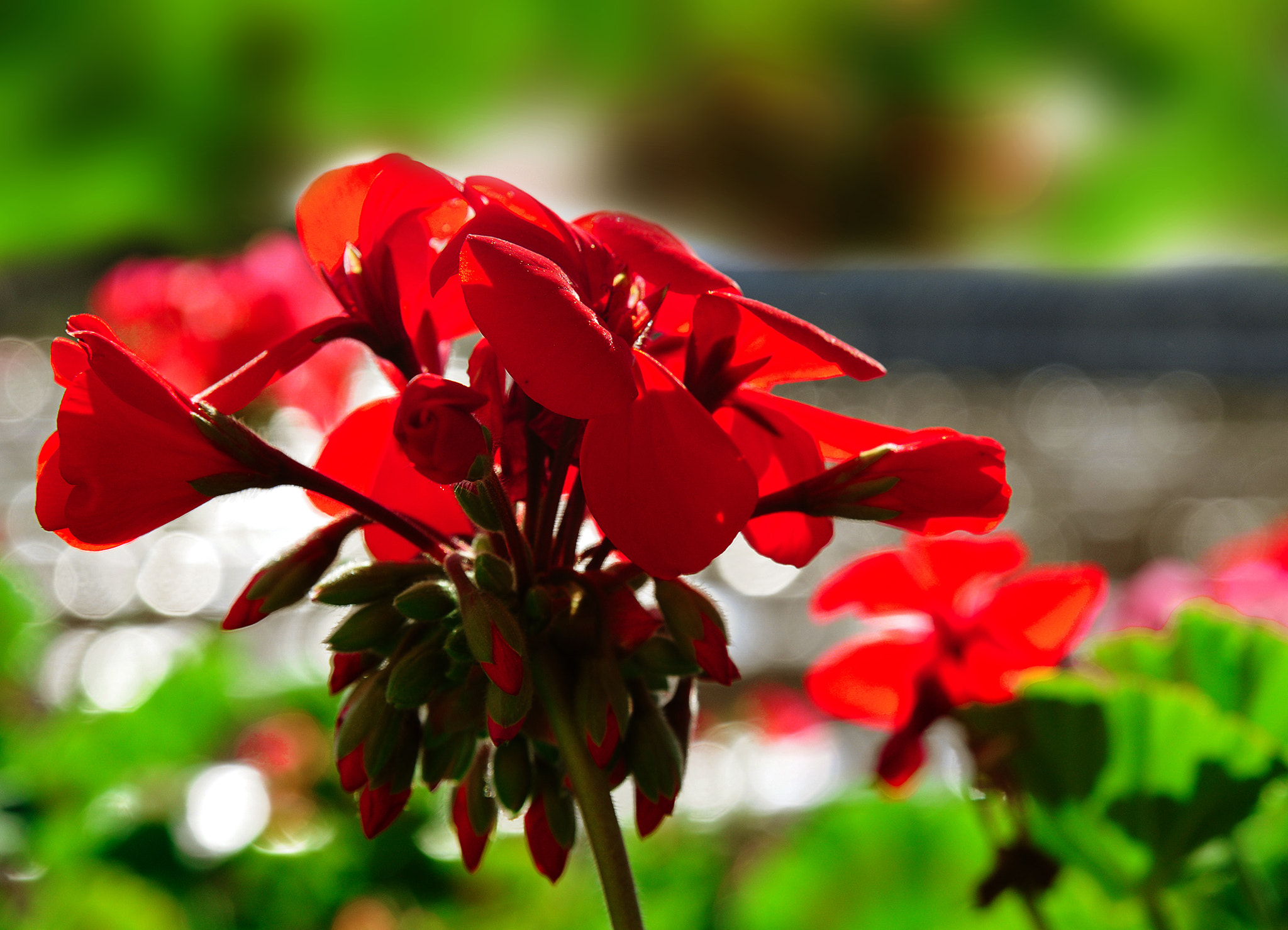 Nikon AF Nikkor 24-85mm F2.8-4D IF sample photo. Flowers photography