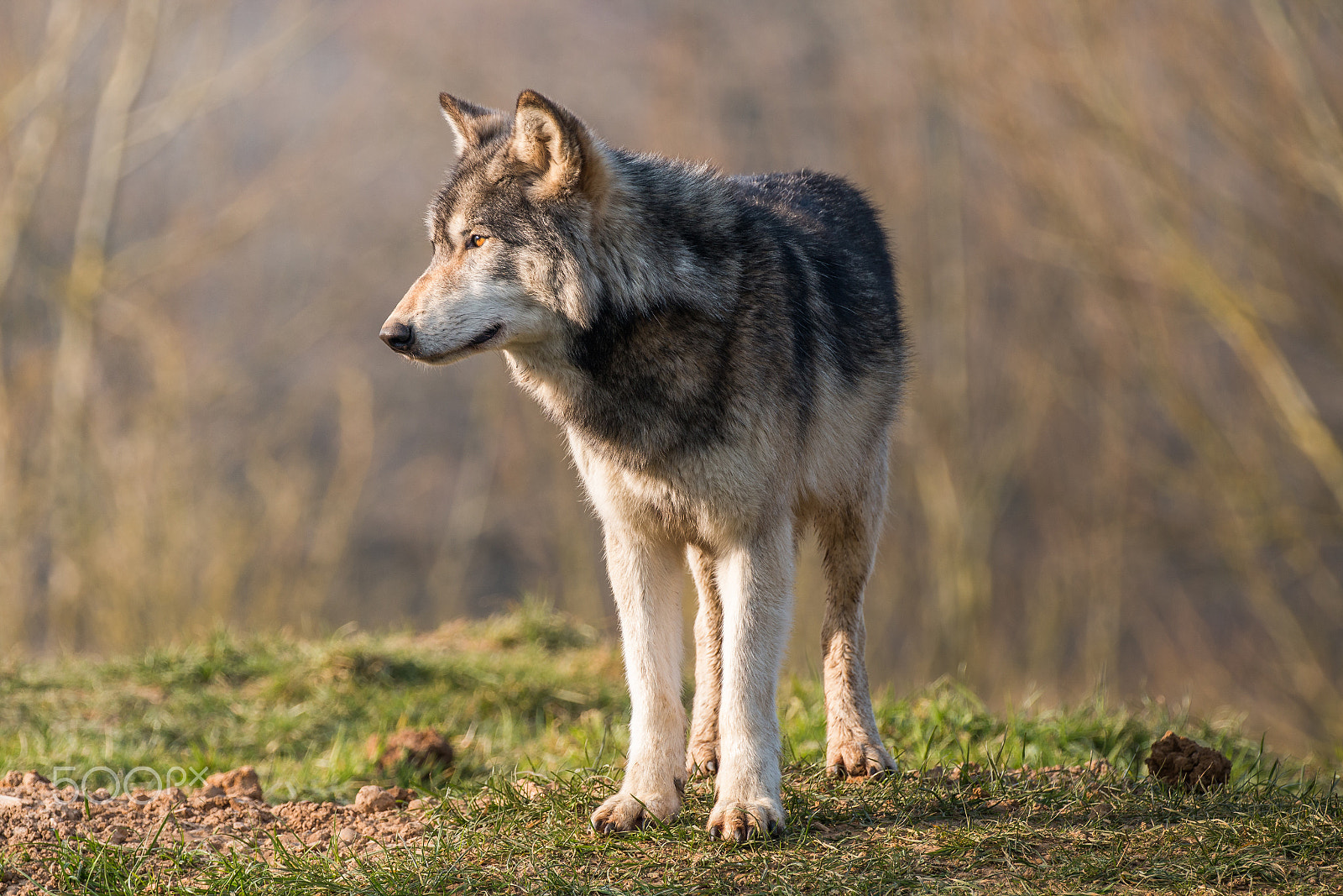 Canon EOS 70D + Canon EF 100-400mm F4.5-5.6L IS II USM sample photo. Survey photography