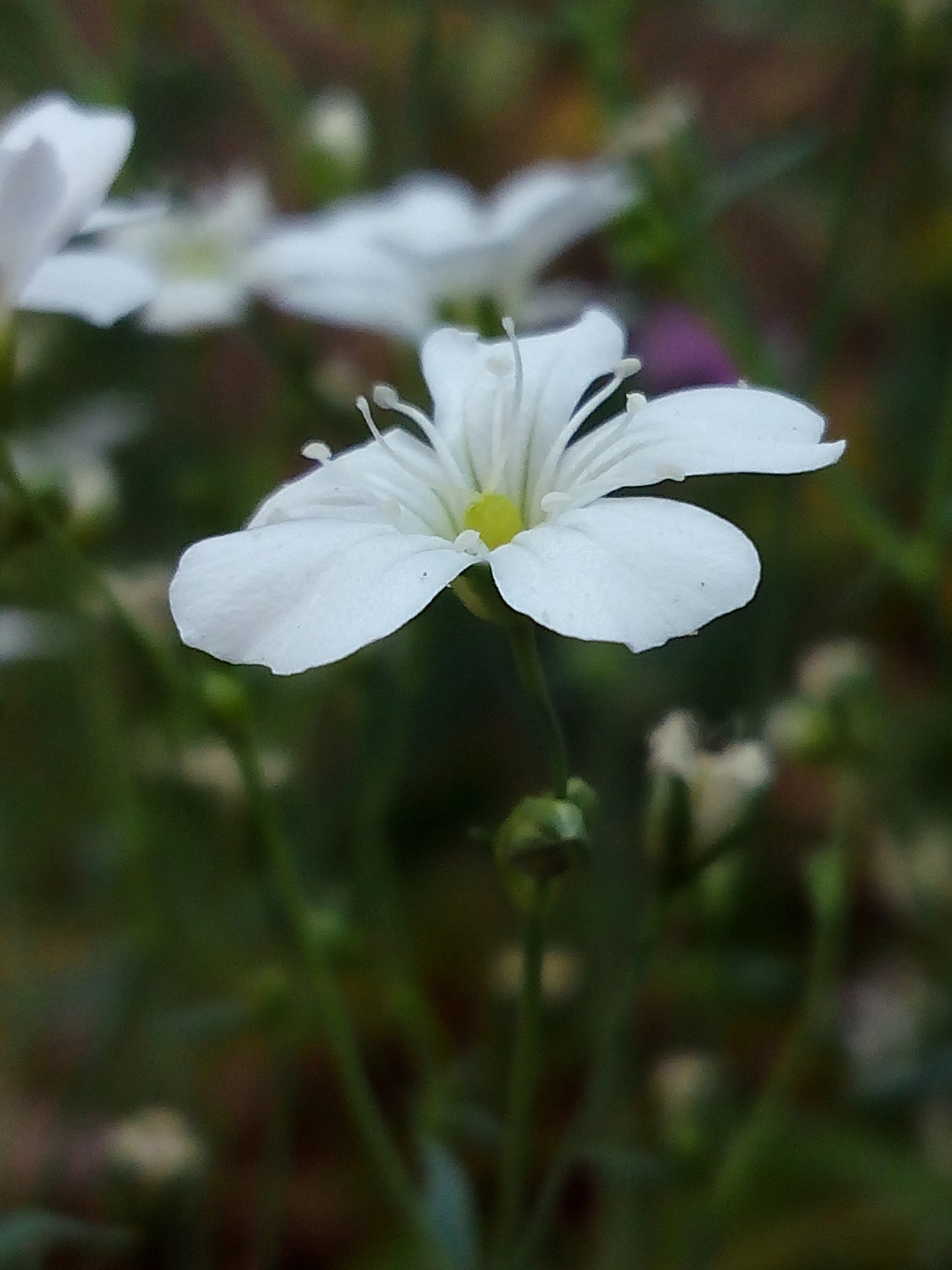 bq Aquaris E5 HD sample photo. En blanco photography