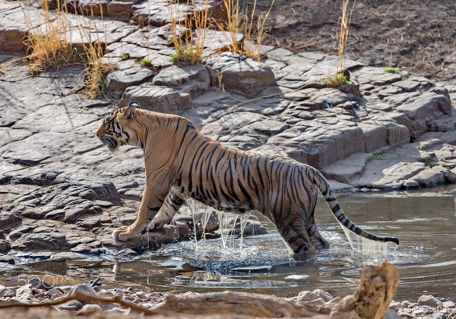 Nikon AF-S Nikkor 400mm F2.8E FL ED VR sample photo. Up photography