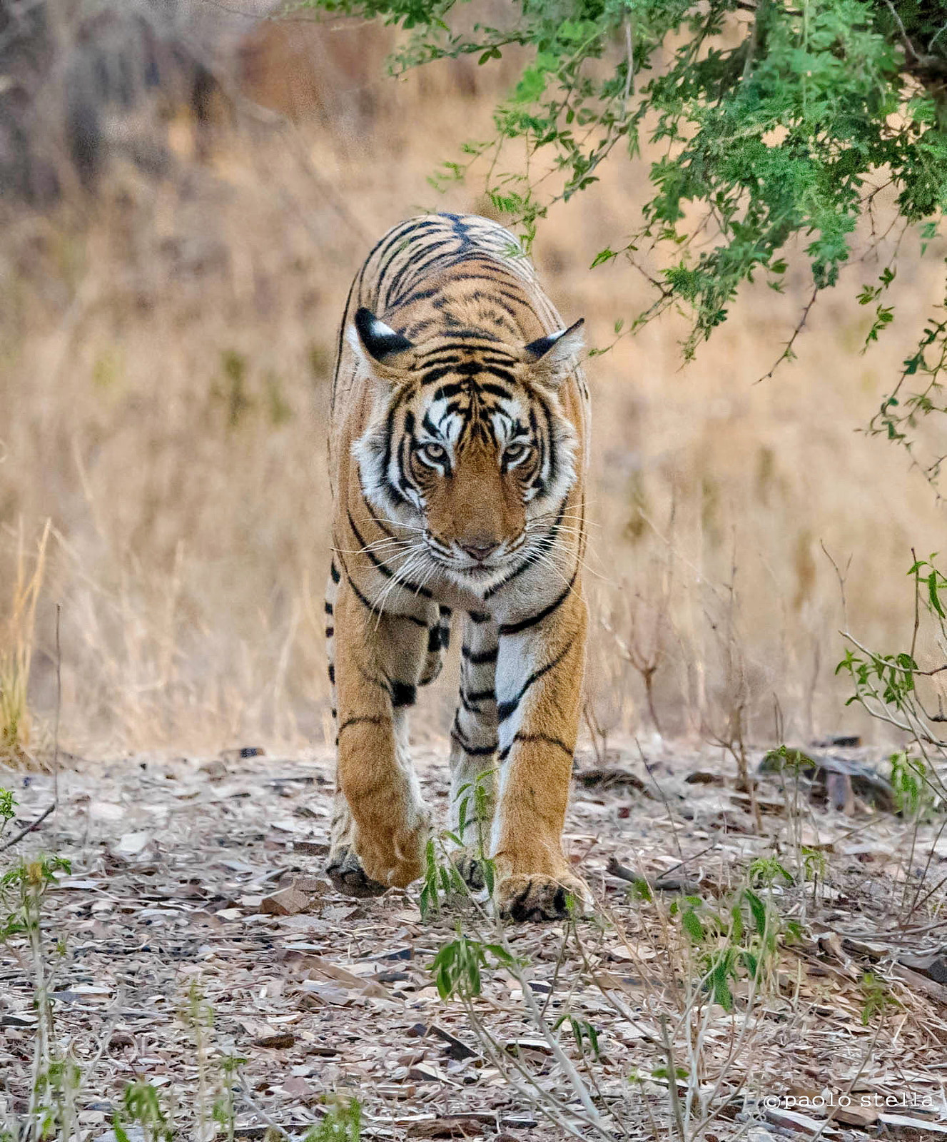 Nikon AF-S Nikkor 400mm F2.8E FL ED VR sample photo. I'm a good girl photography