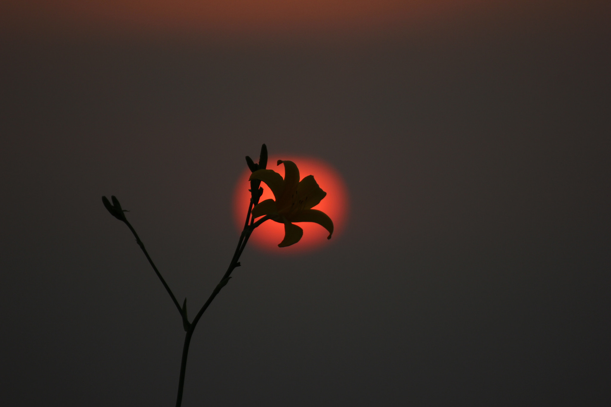 Tamron SP 35mm F1.8 Di VC USD sample photo. Flowering sunset photography