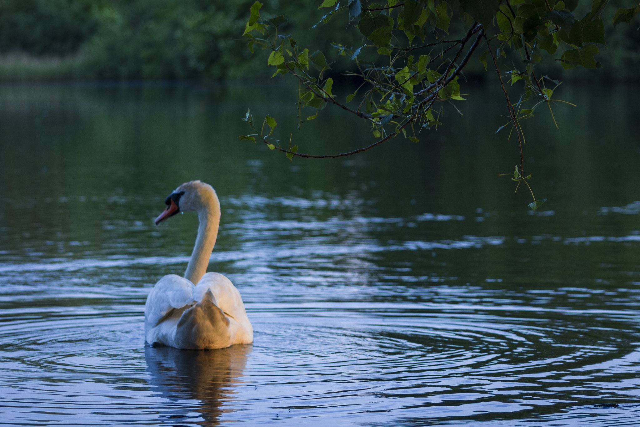 Sigma 70-300mm F4-5.6 APO DG Macro sample photo. Swan lake photography