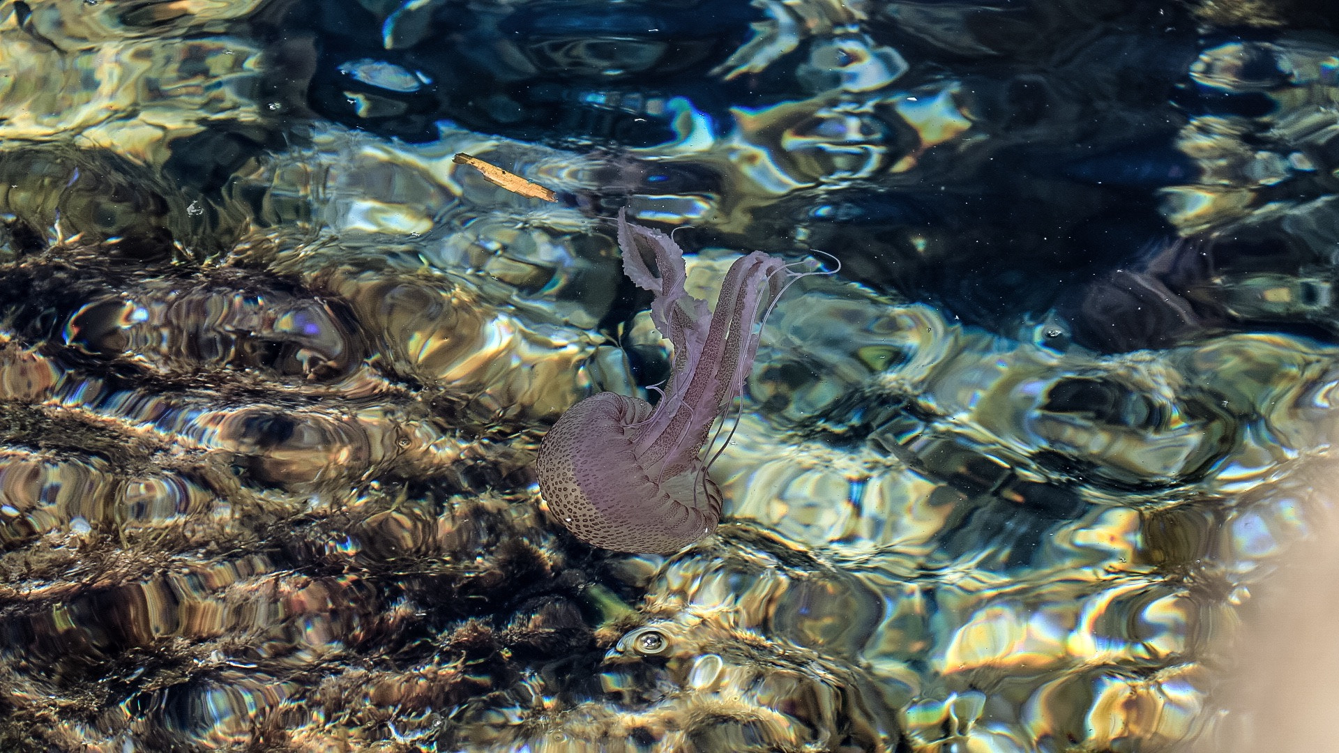 Canon EF-S 18-200mm F3.5-5.6 IS sample photo. Under water life photography