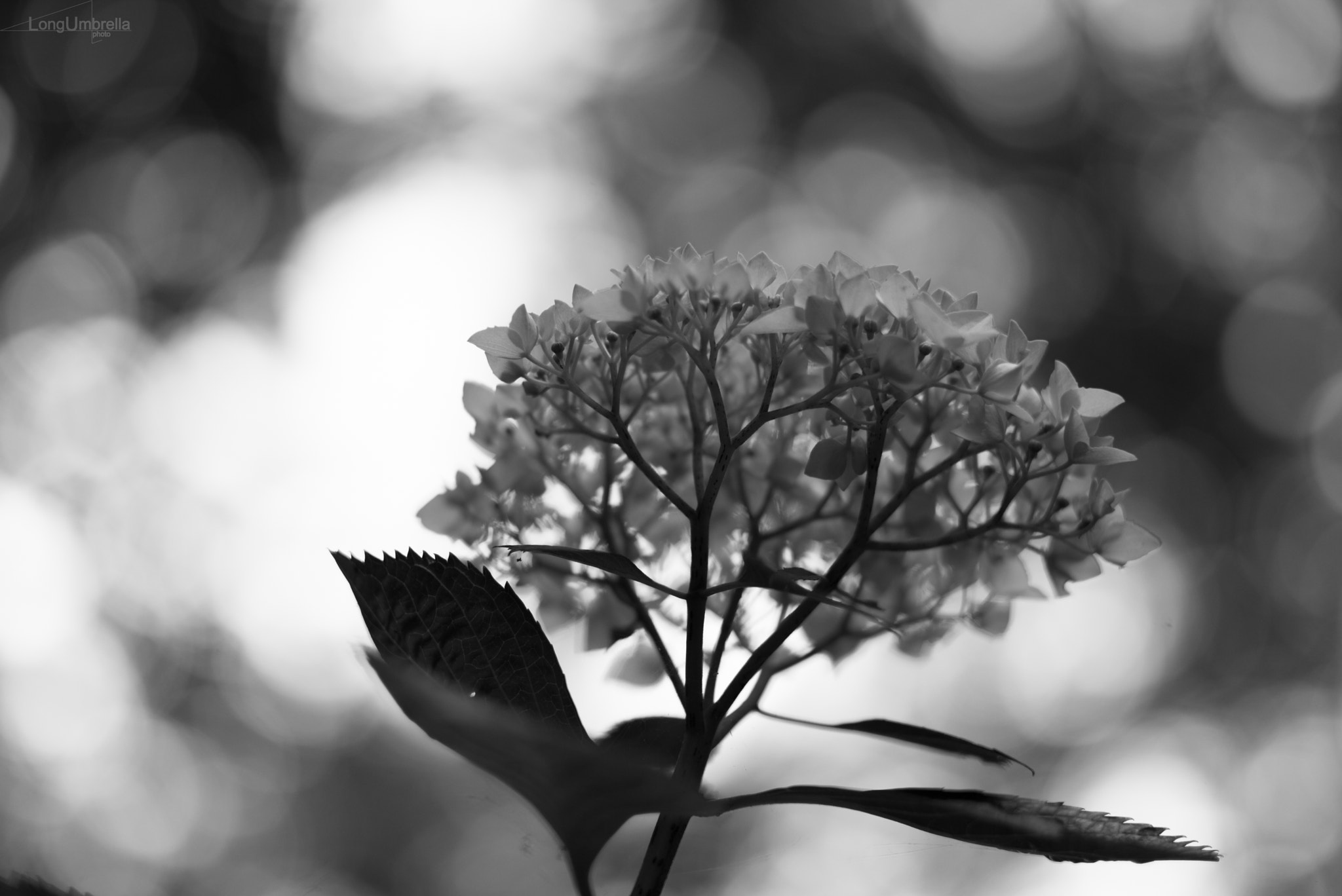 Leica APO-Summicron-M 75mm F2 ASPH sample photo. Hydrangea photography