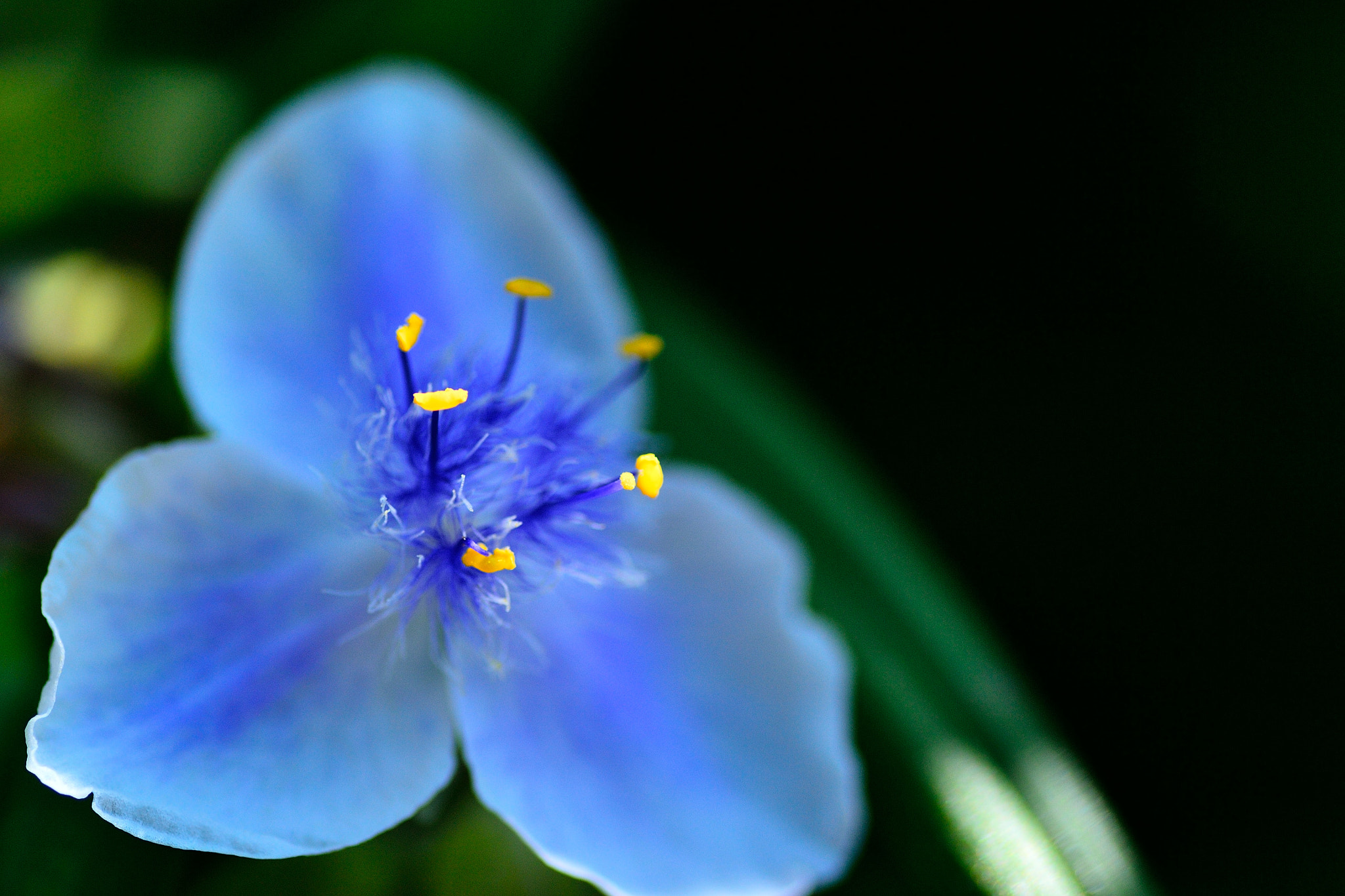 Nikon D3100 sample photo. ムラサキツユクサ photography