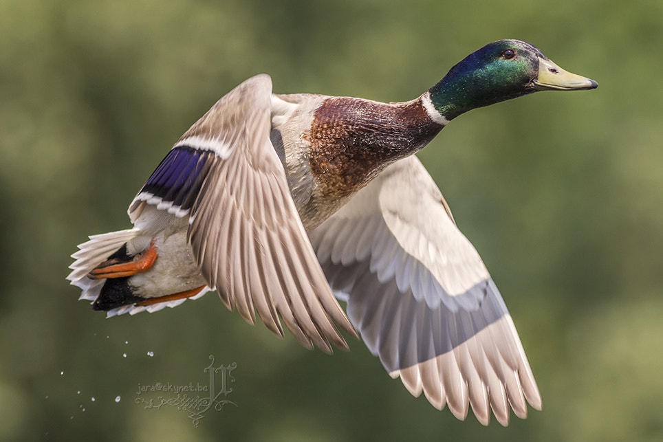 Canon EOS 7D Mark II + Canon EF 400mm F5.6L USM sample photo. Colvert_a7a4642 photography