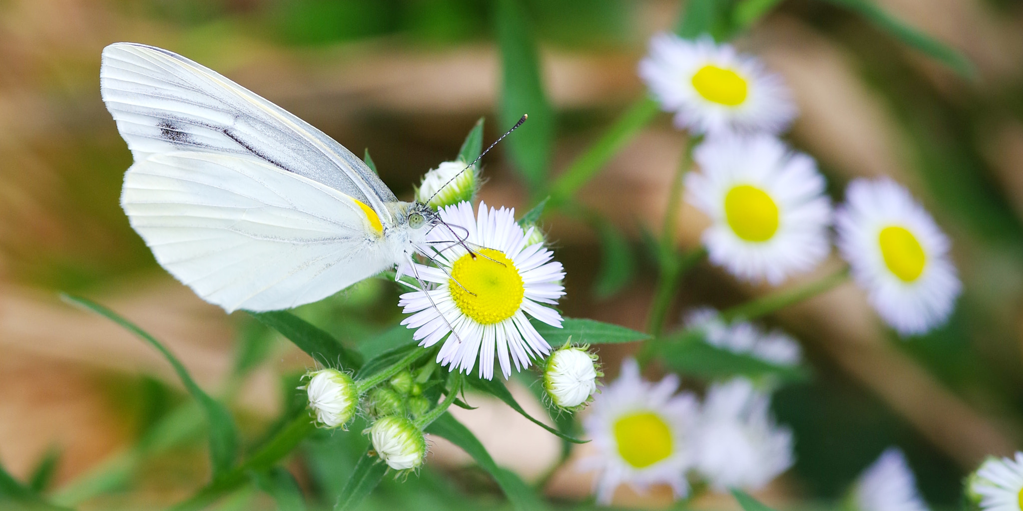 Pentax smc D-FA 100mm F2.8 Macro WR sample photo. Butterfly and flower photography