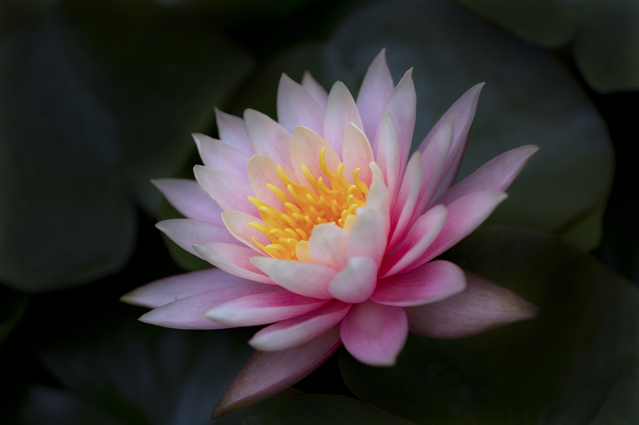 Canon EOS 60D + Canon EF 50mm F2.5 Macro sample photo. Lotusblossom photography
