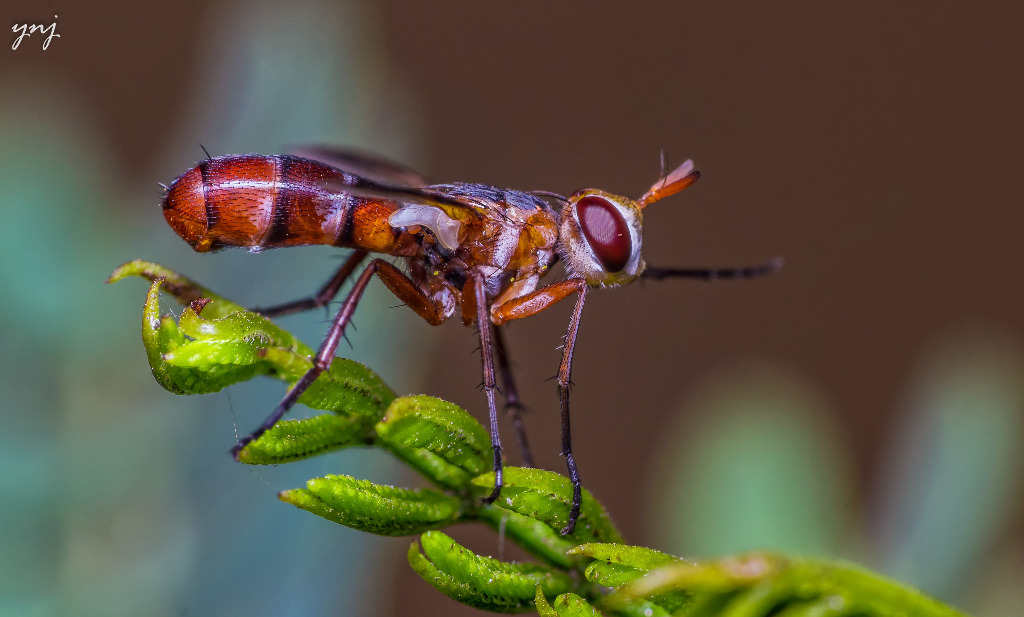 Sigma 70-300mm F4-5.6 APO DG Macro sample photo. Cool looking fly photography