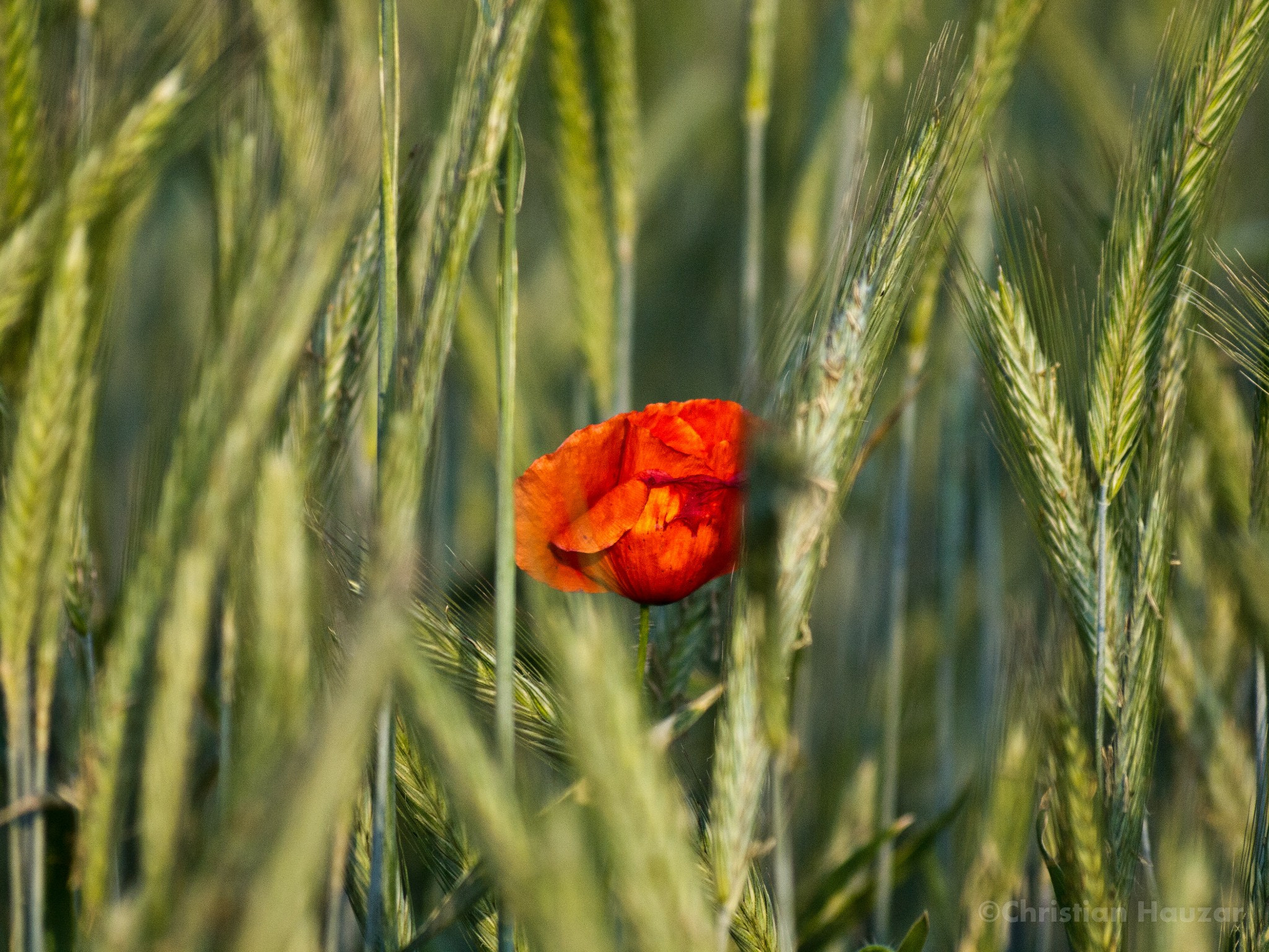 Olympus E-5 sample photo. Poppy. photography