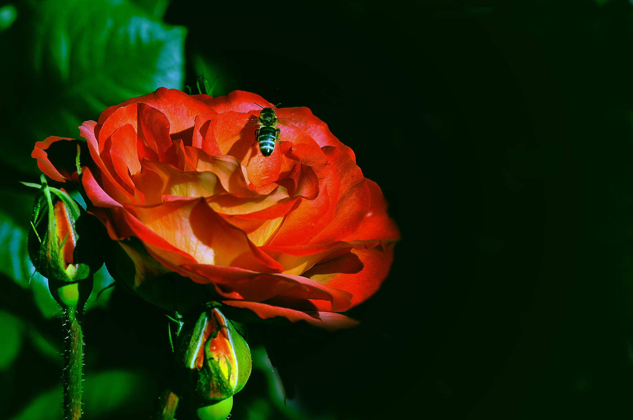 Nikon D300 + AF Micro-Nikkor 105mm f/2.8 sample photo. Ценительница прекрасного photography