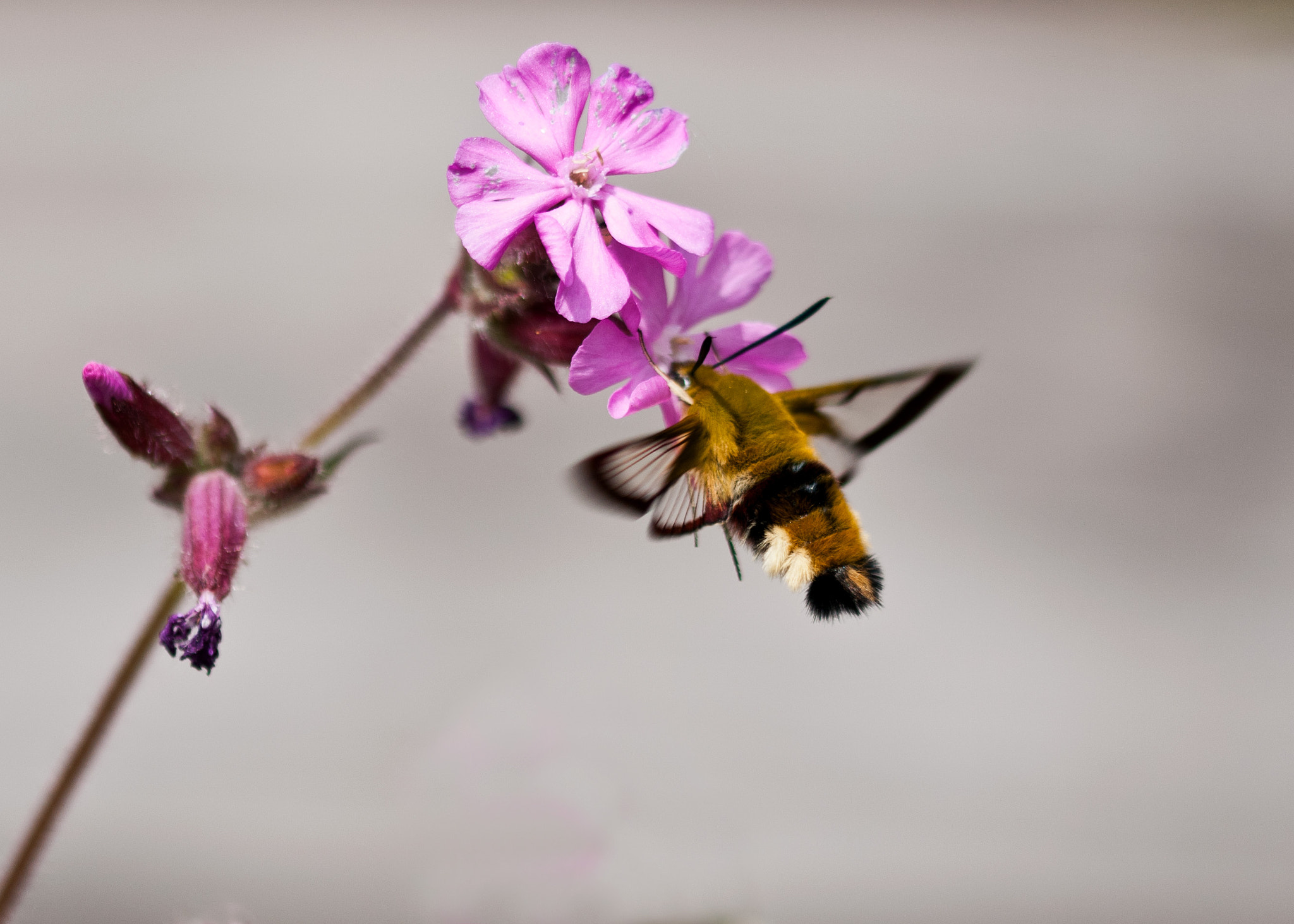Sigma 105mm F2.8 EX DG OS HSM sample photo. Humming bird hawk moth photography