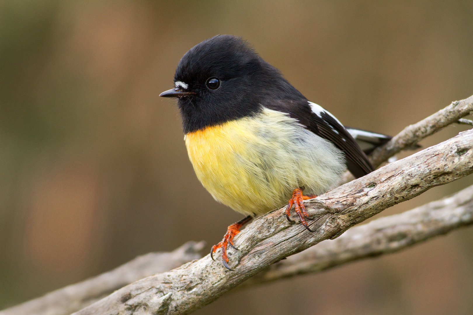Canon EOS 7D + Canon EF 400mm F5.6L USM sample photo. At the ready ... photography