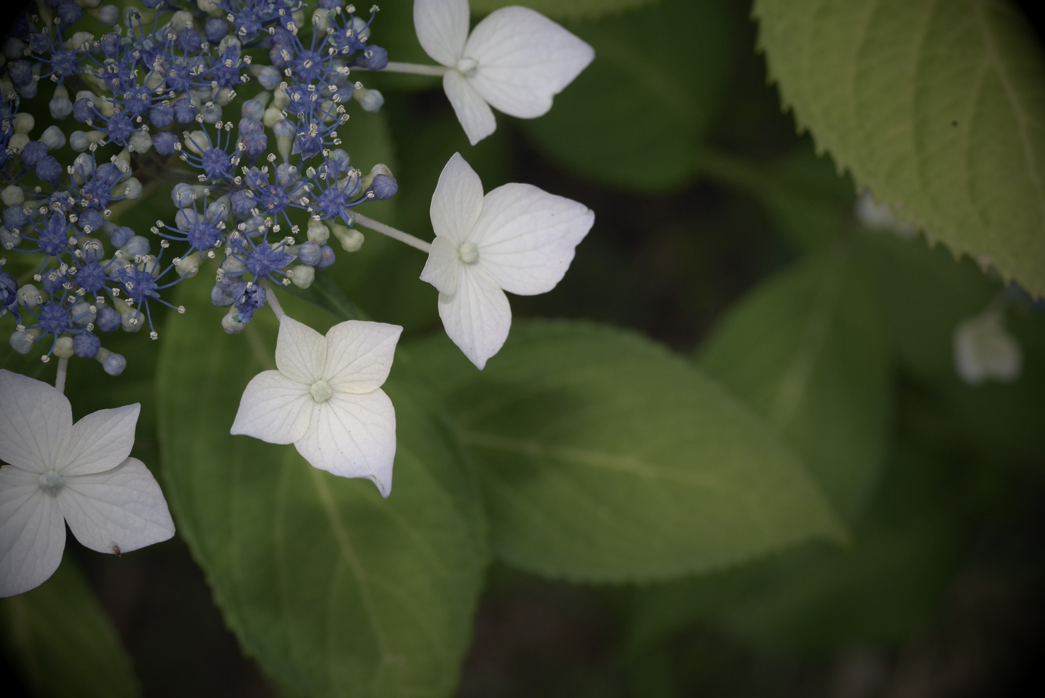 Pentax K-1 + Pentax smc D-FA 100mm F2.8 Macro WR sample photo. Hydrangea photography