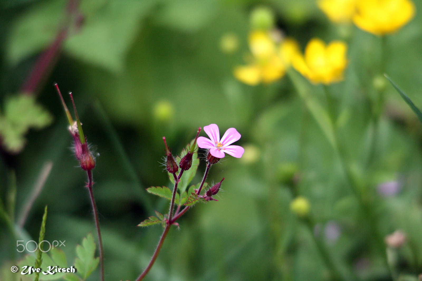 Sigma 150-500mm F5-6.3 DG OS HSM sample photo. Wild geranium photography