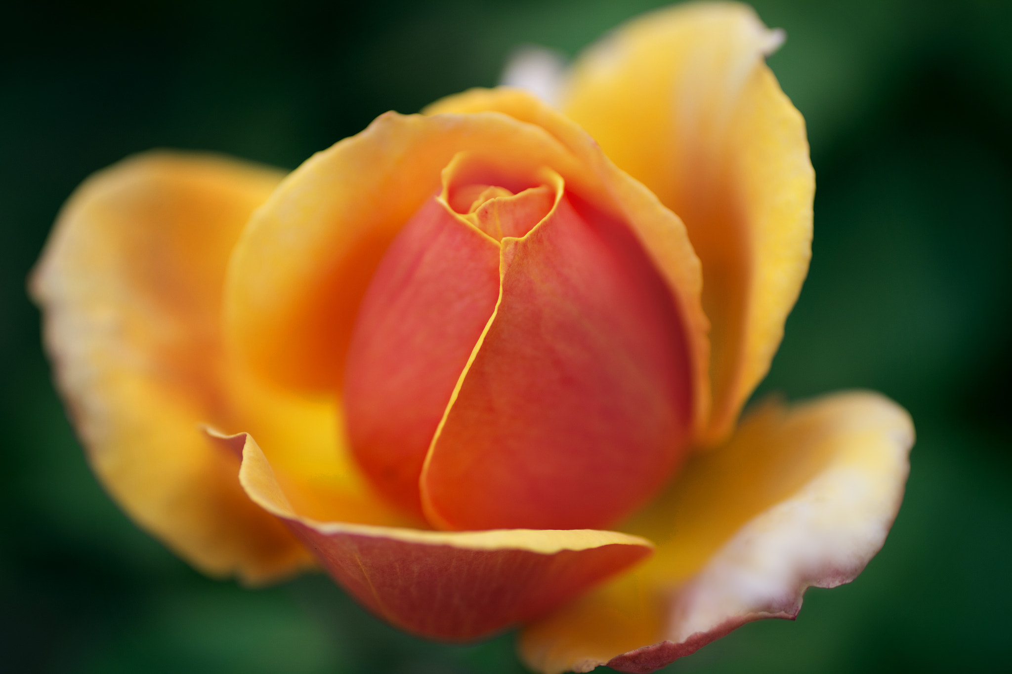 Canon EOS 60D + Canon EF 50mm F2.5 Macro sample photo. Pastelsinrose photography