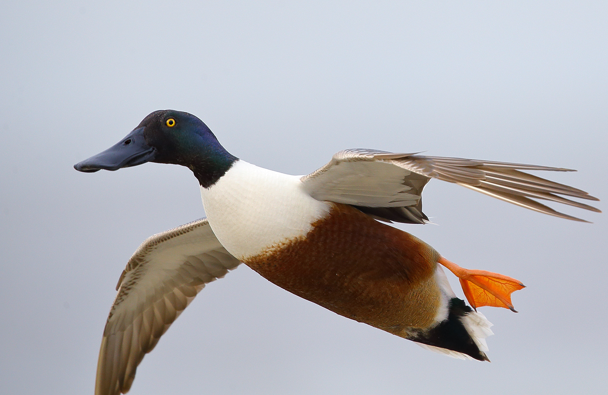 Canon EF 300mm F2.8L IS II USM sample photo. Fly photography
