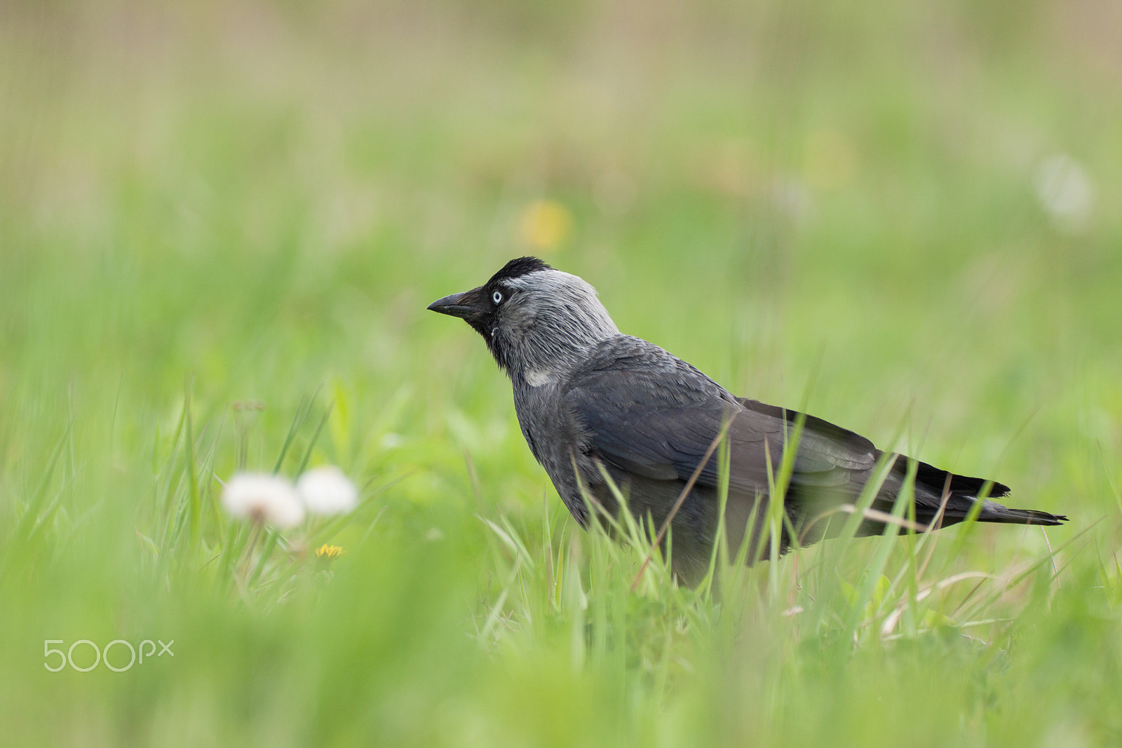 Canon EF 180mm F3.5L Macro USM sample photo. Jackdaw photography