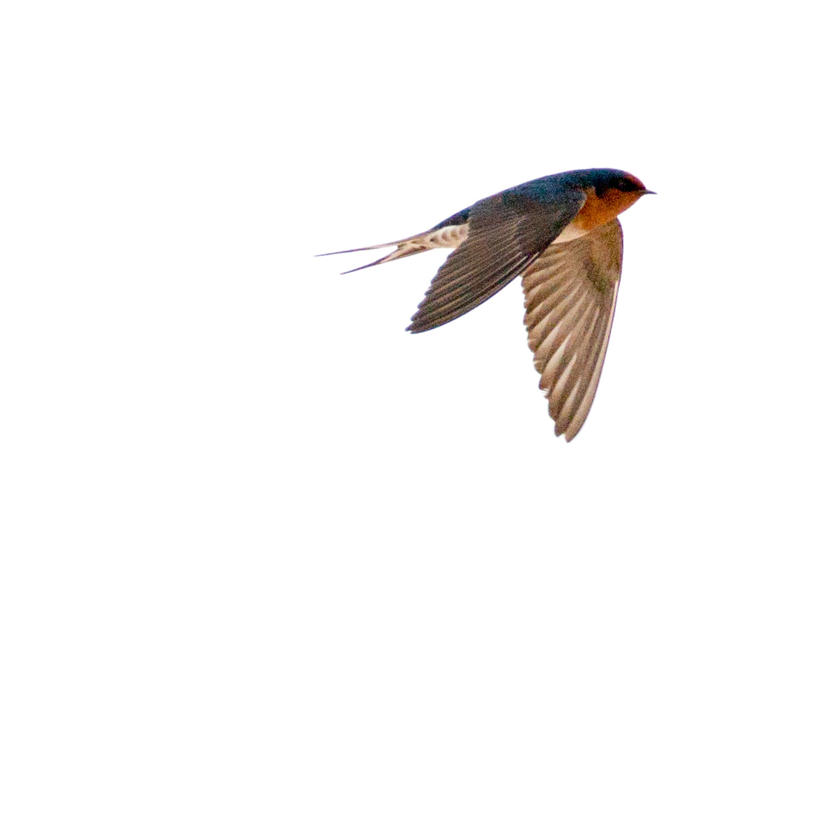 Canon EF 100-400mm F4.5-5.6L IS II USM sample photo. Welcome swallow photography