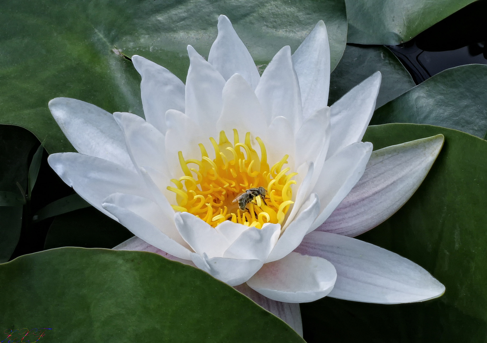 Canon EF 40mm F2.8 STM sample photo. Lotus flower photography