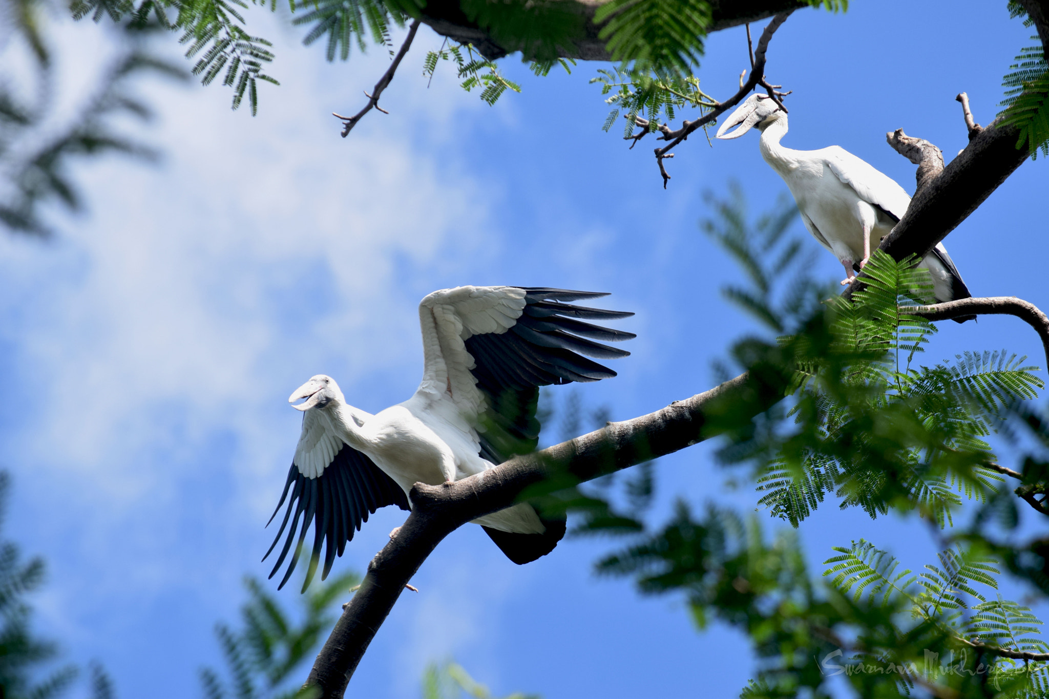 Nikon D3300 sample photo. Asiatic openbill stork. photography