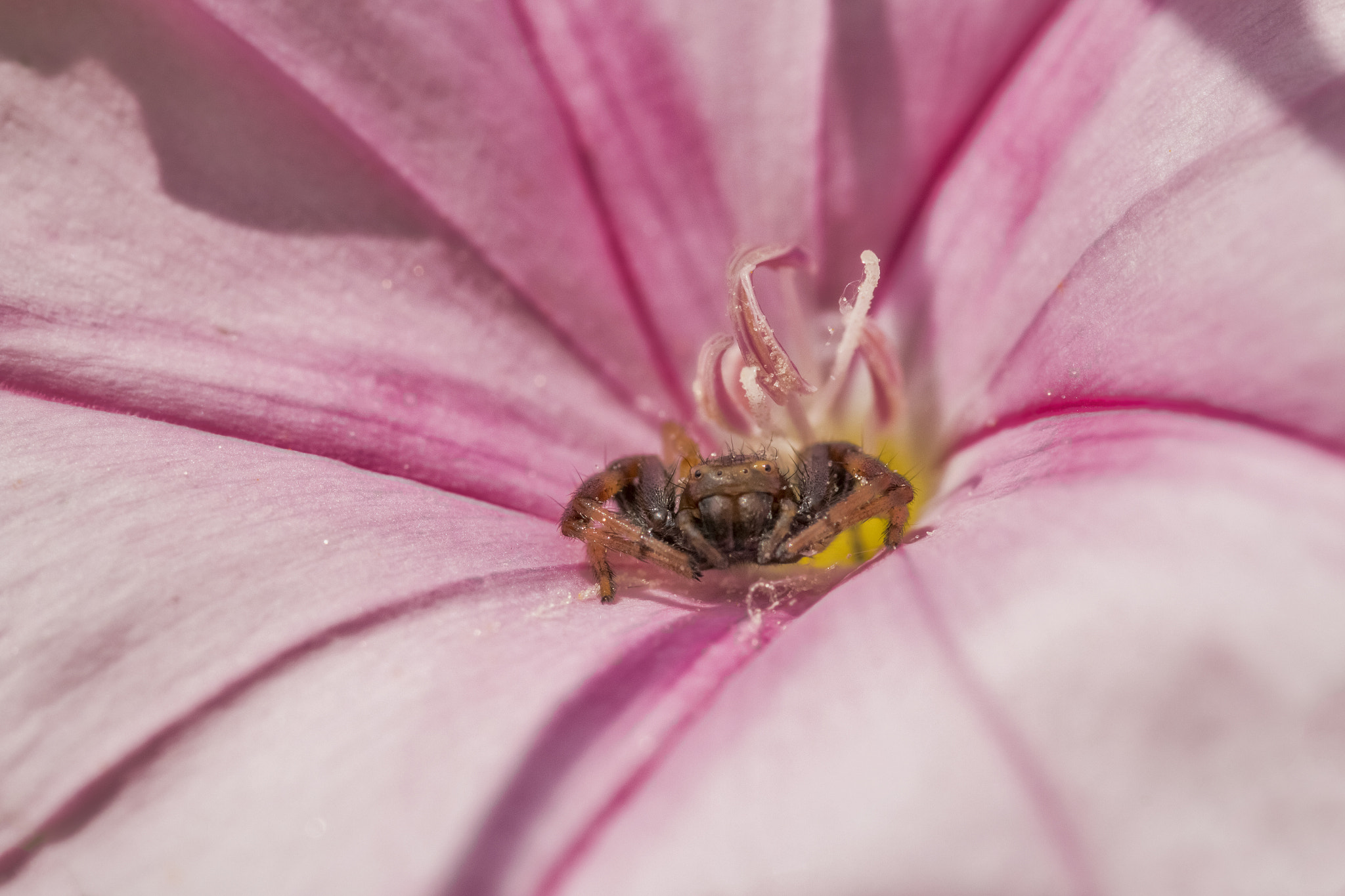 Sigma 105mm F2.8 EX DG OS HSM sample photo. The spider and the flower photography