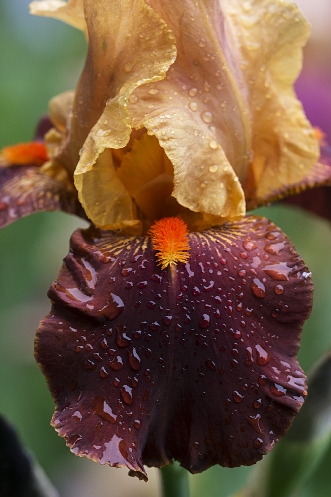 Sigma APO Macro 150mm f/2.8 EX DG HSM sample photo. Iris photography