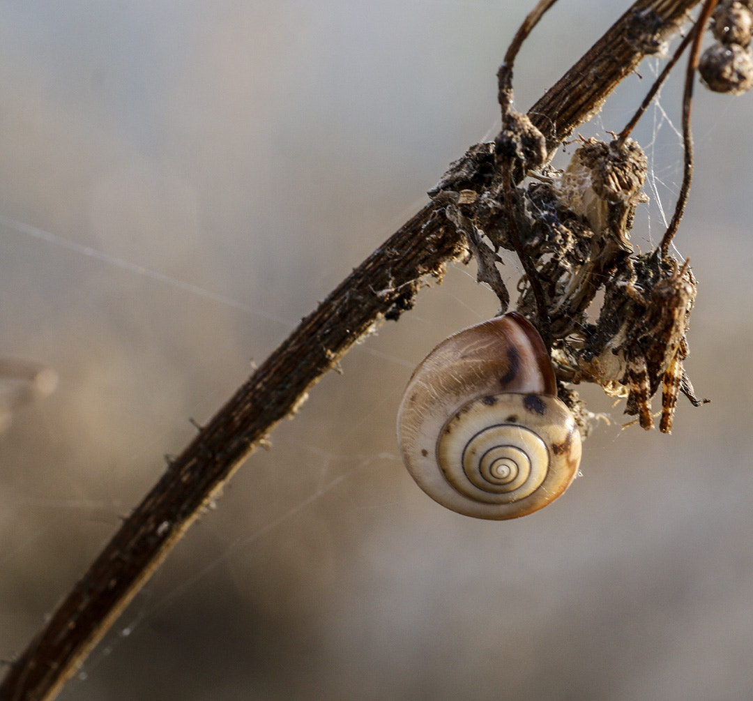 Sigma 70mm F2.8 EX DG Macro sample photo. Salyangoz photography