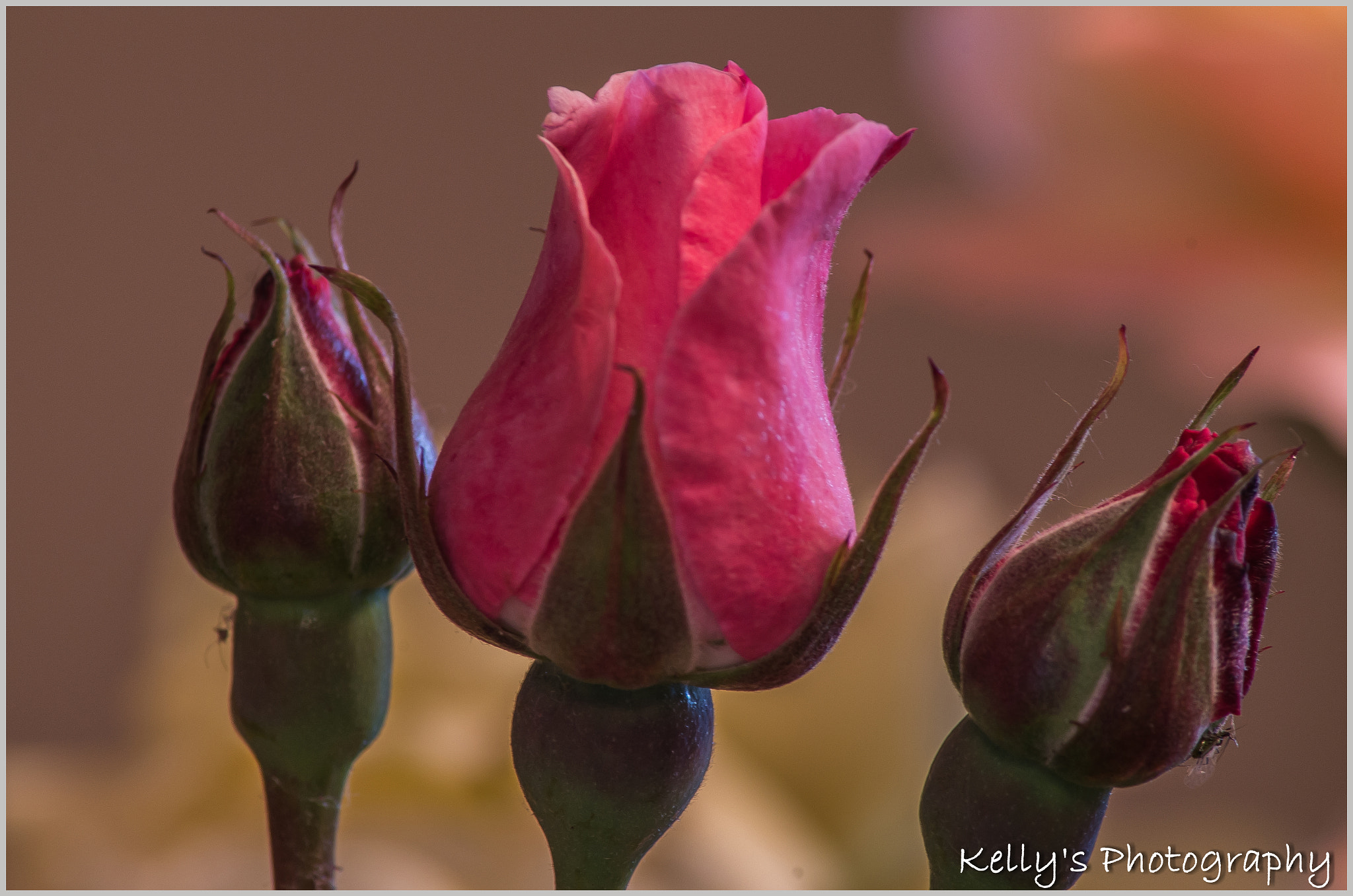 Pentax K-50 + Tamron AF 70-300mm F4-5.6 Di LD Macro sample photo. Rose bud  photography