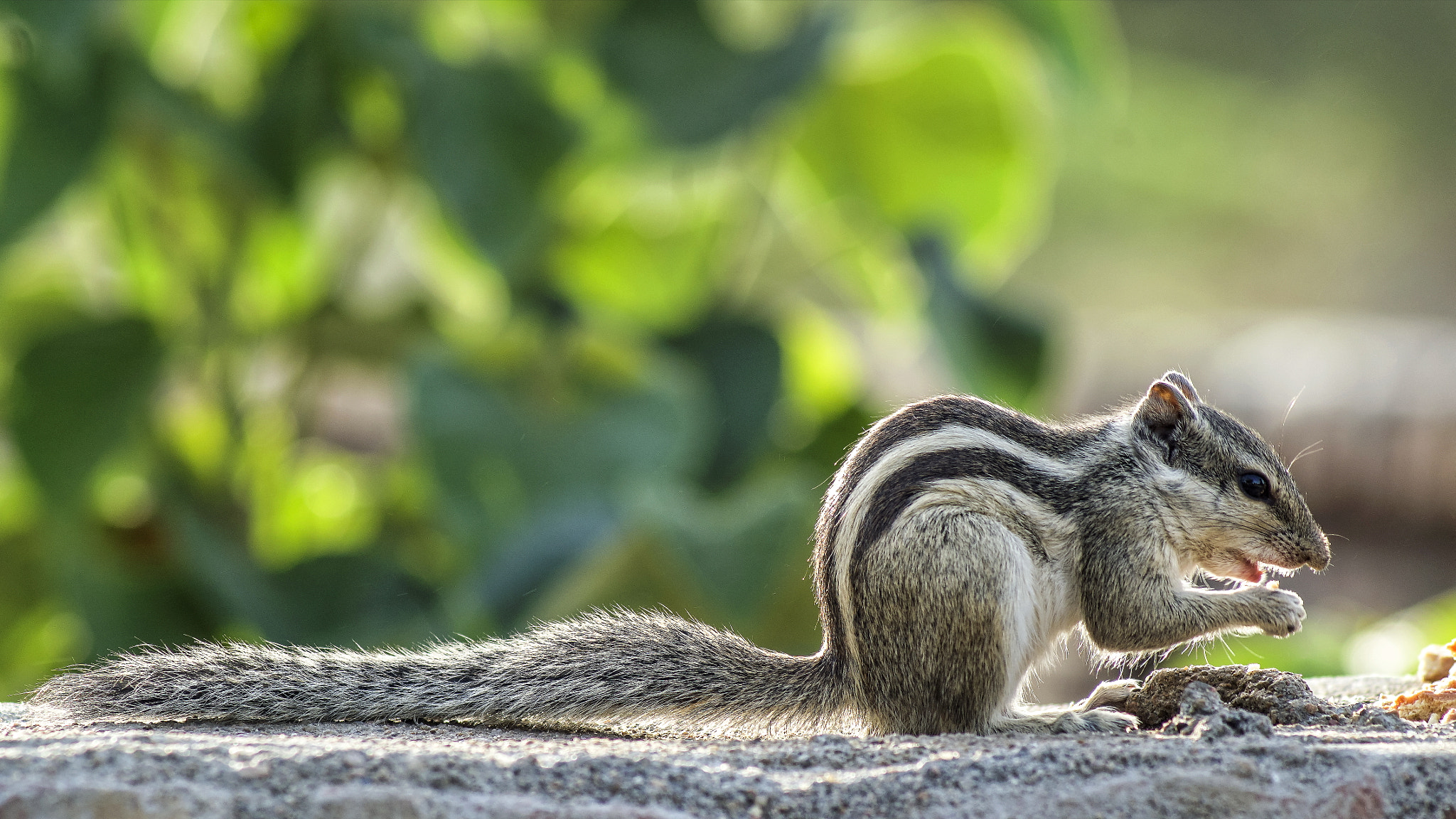 Pentax K-50 + Tamron AF 70-300mm F4-5.6 Di LD Macro sample photo. Indian palm squirrel photography