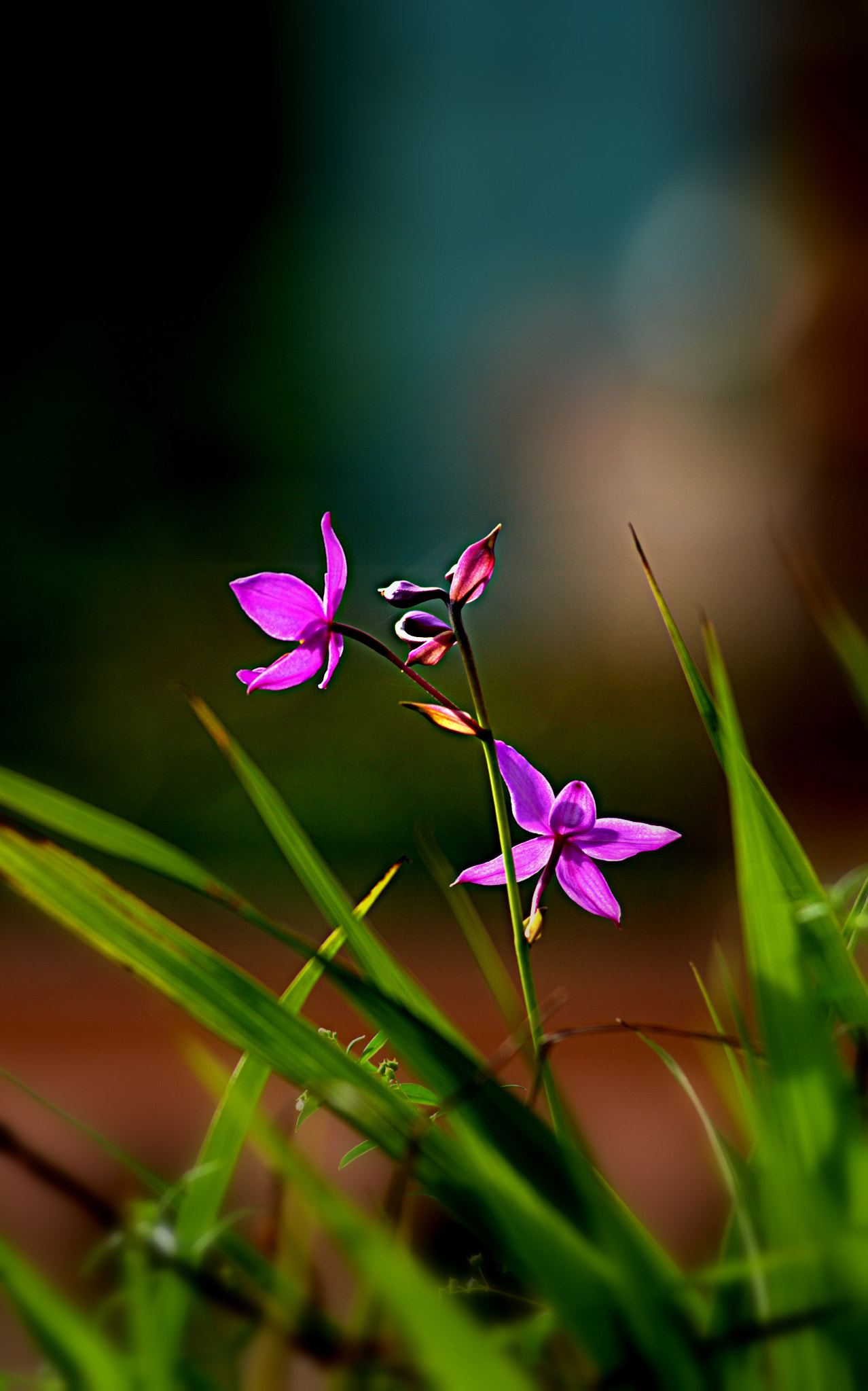 Nikon AF-Nikkor 80-200mm F2.8D ED sample photo. Under the sunlight photography