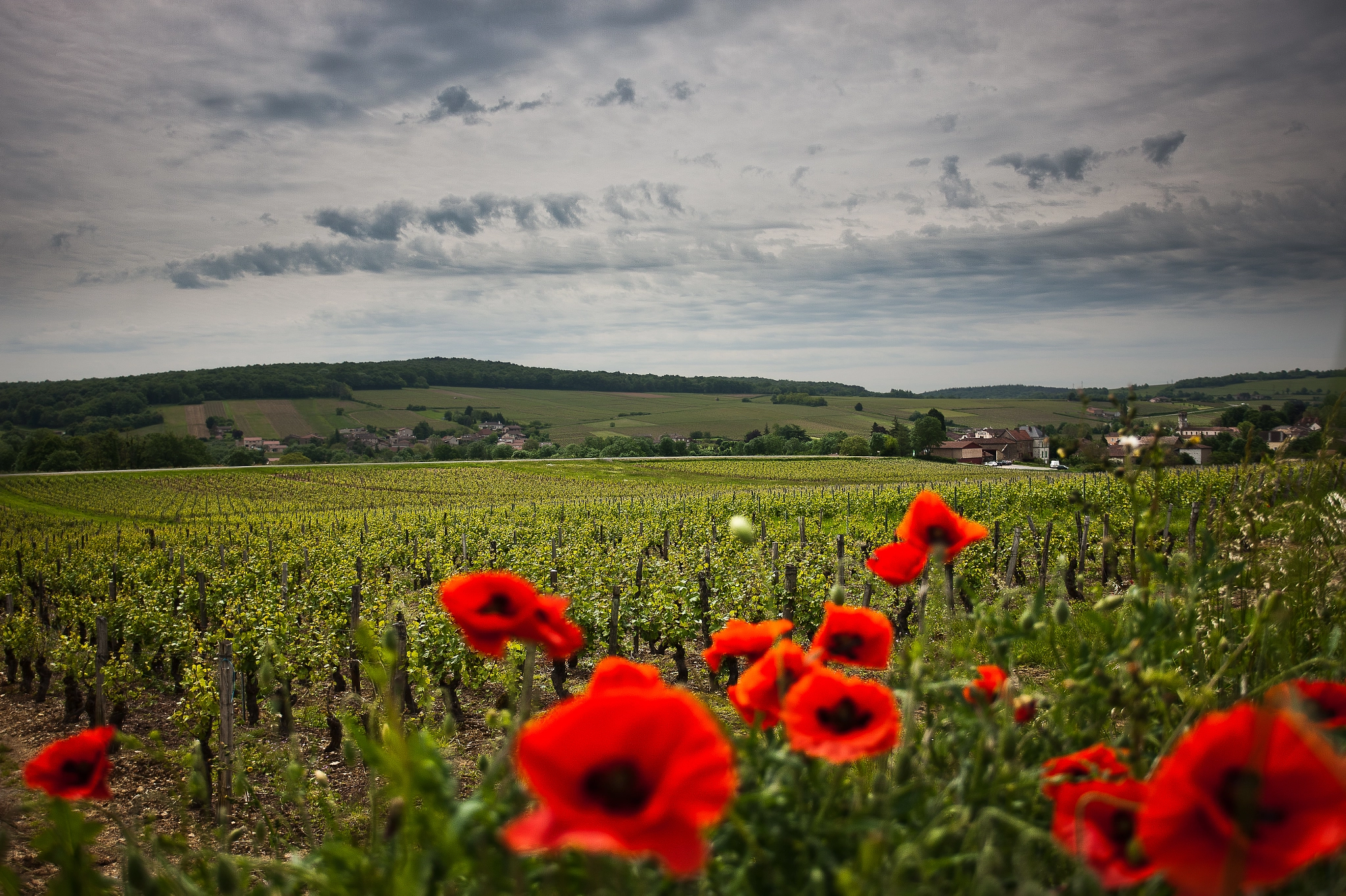Canon EOS-1Ds Mark III sample photo. Vigne et coquelicot photography