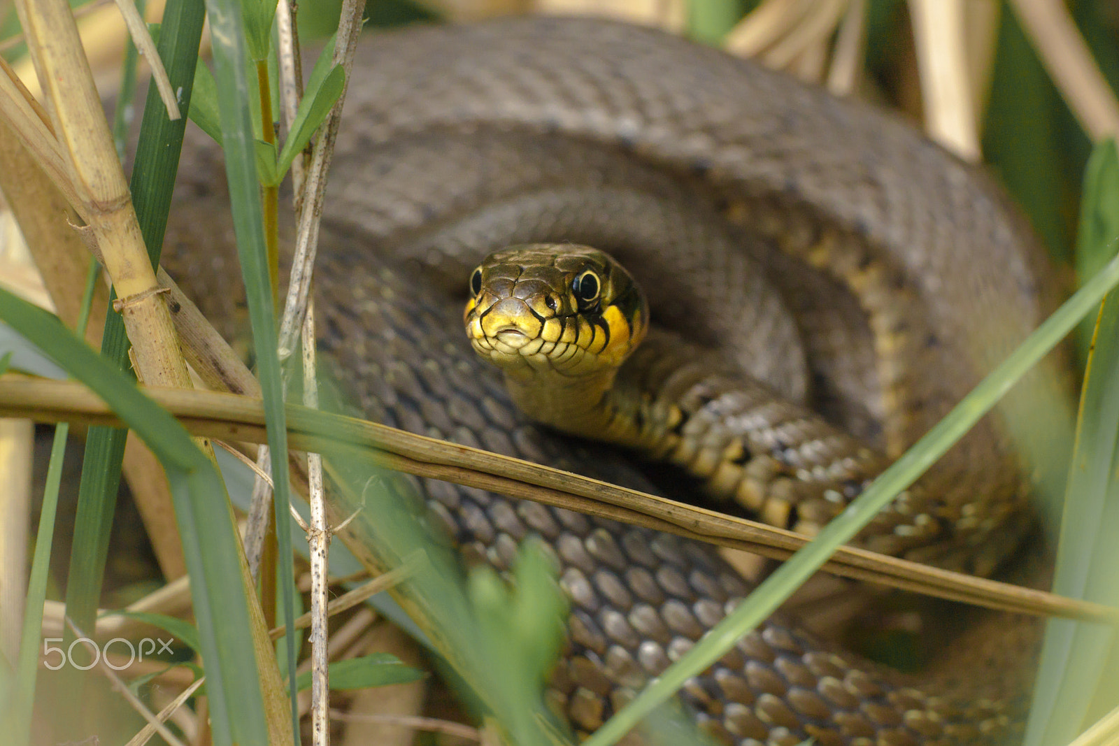 Canon EF 180mm F3.5L Macro USM sample photo. The grass snake (natrix natrix) photography