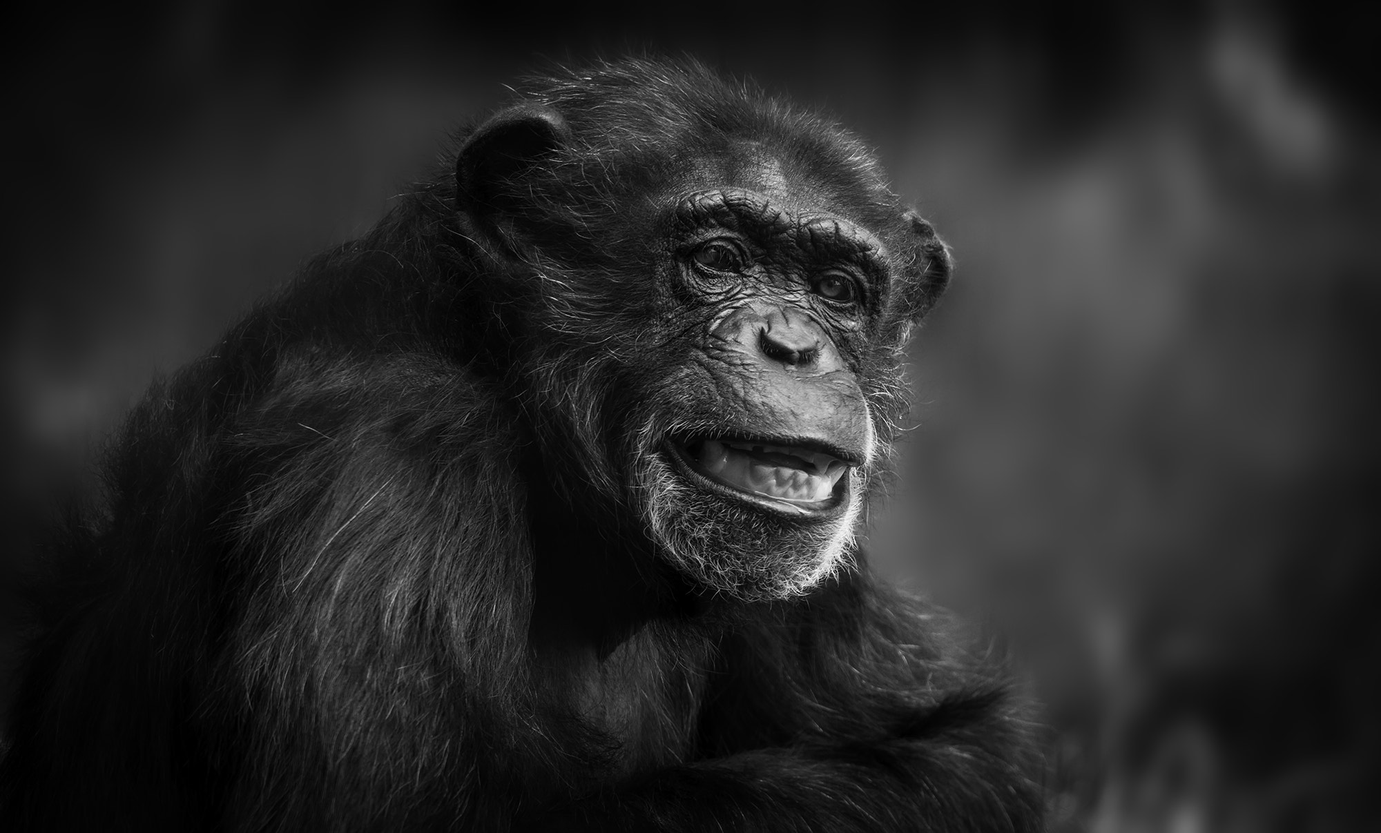 Canon EOS 5D Mark II + Sigma 150-600mm F5-6.3 DG OS HSM | C sample photo. Chimpanzee in black and white portraiture photography