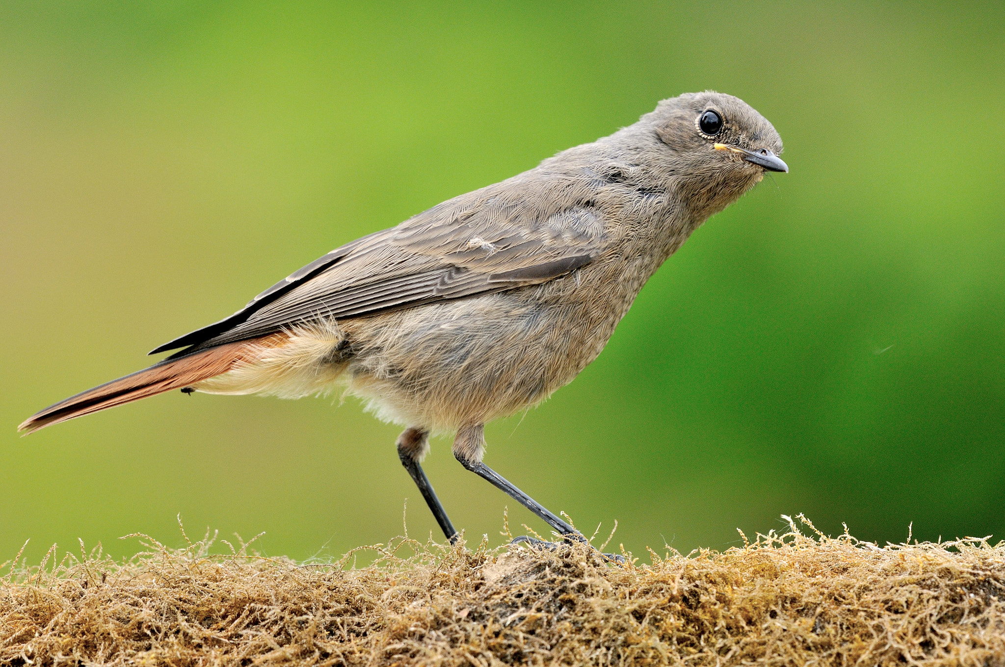 Nikon AF-S Nikkor 200-500mm F5.6E ED VR sample photo. Hello photography