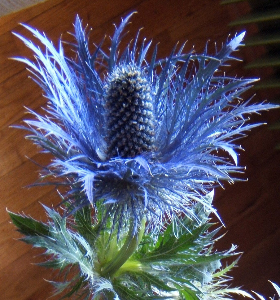 Fujifilm FinePix E510 sample photo. Cardo regina delle alpi. eryngium alpinum photography